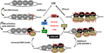www.frontiersin.org