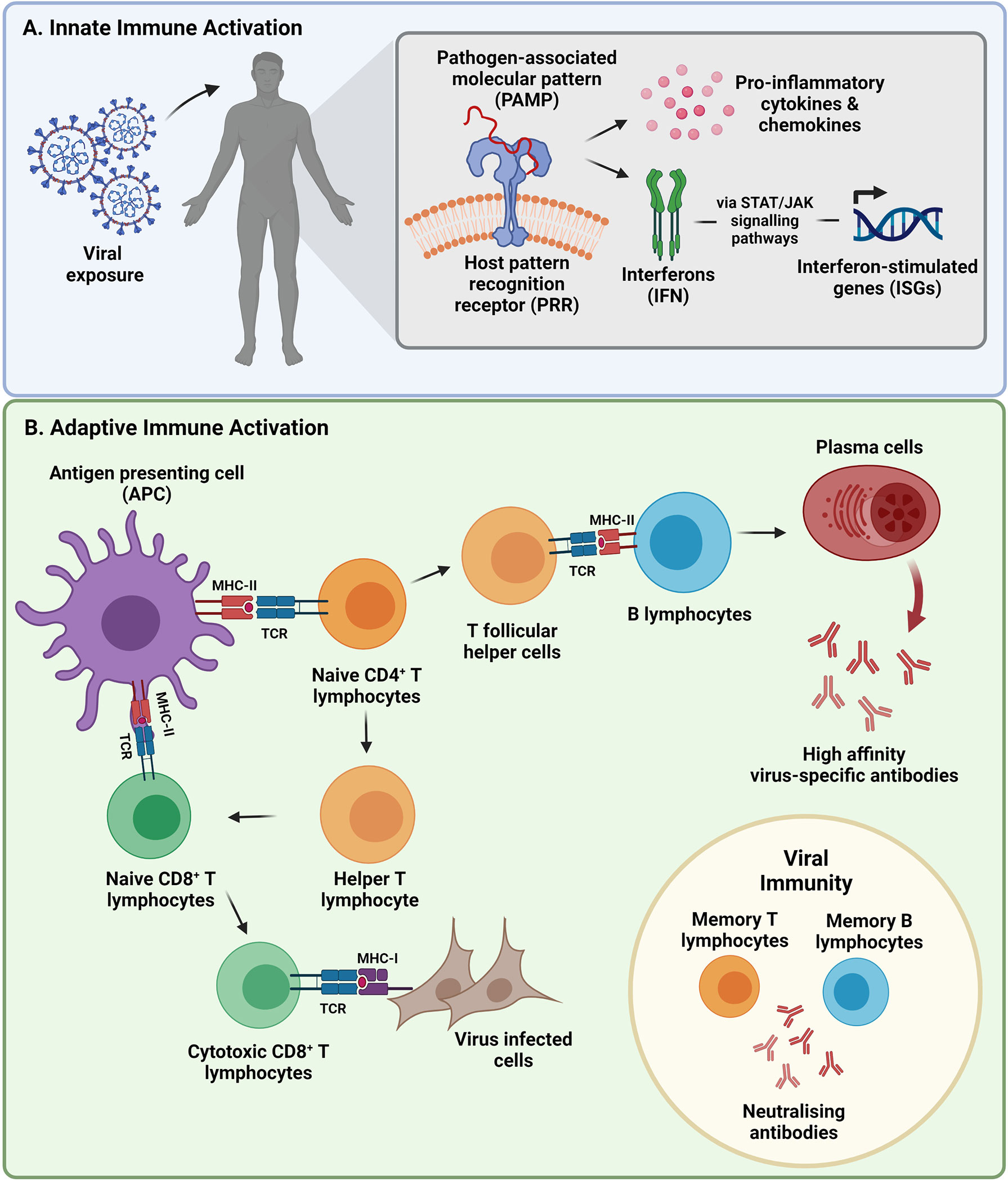 Cell-mediated immunity is essential to prevent reinfection by the