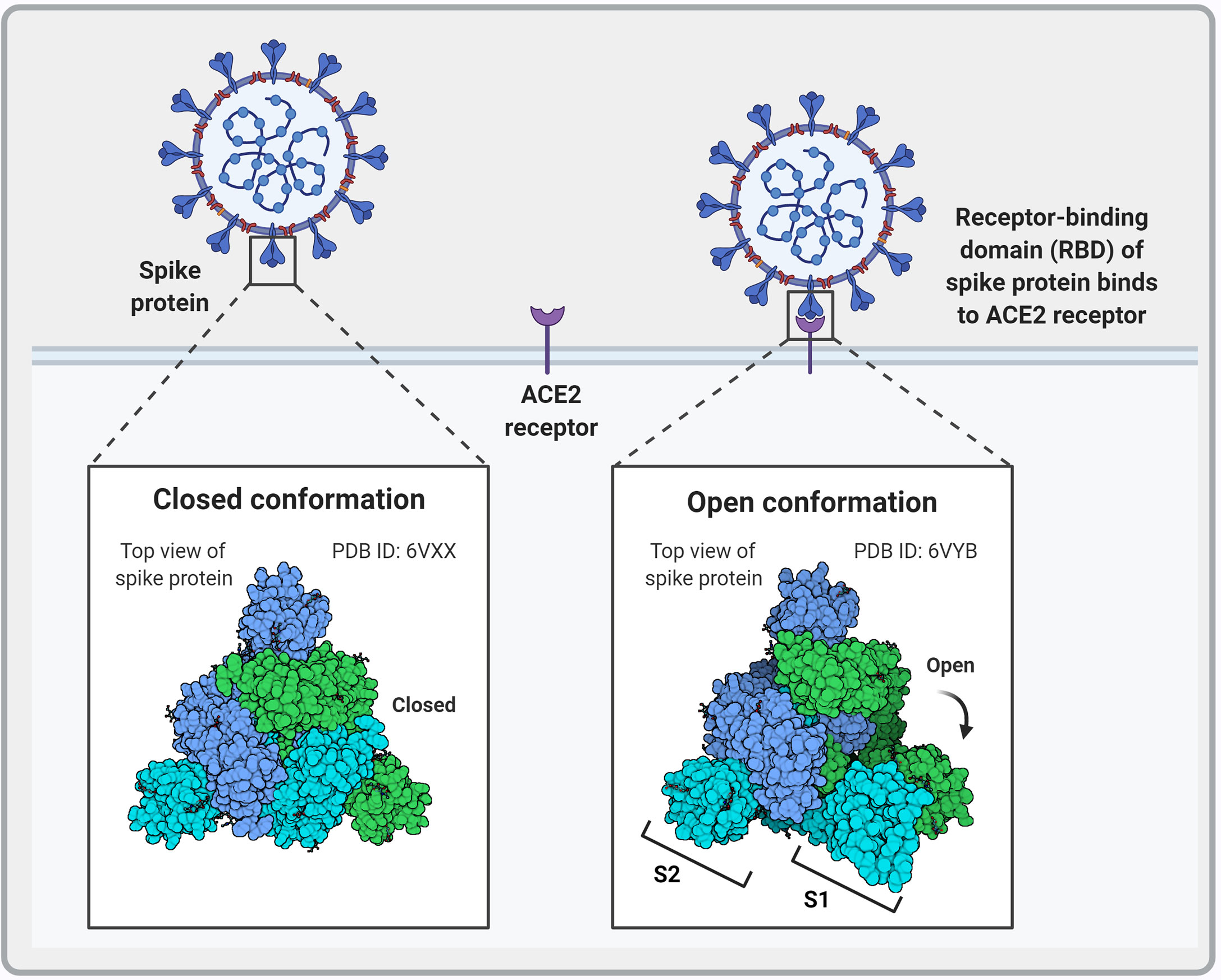 Frontiers Sars Cov Variants Vaccines And Host Immunity