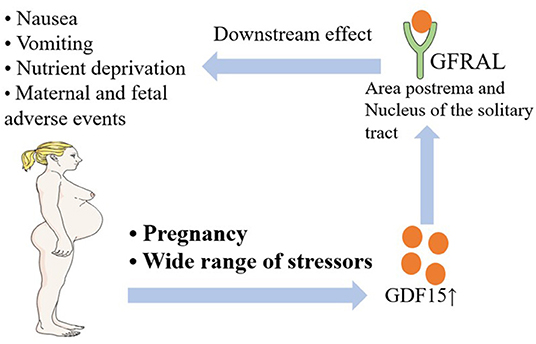 Frontiers  Emerging Progress in Nausea and Vomiting of Pregnancy