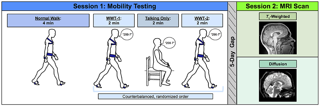 Frontiers  Differential Relationships Between Brain Structure and Dual  Task Walking in Young and Older Adults