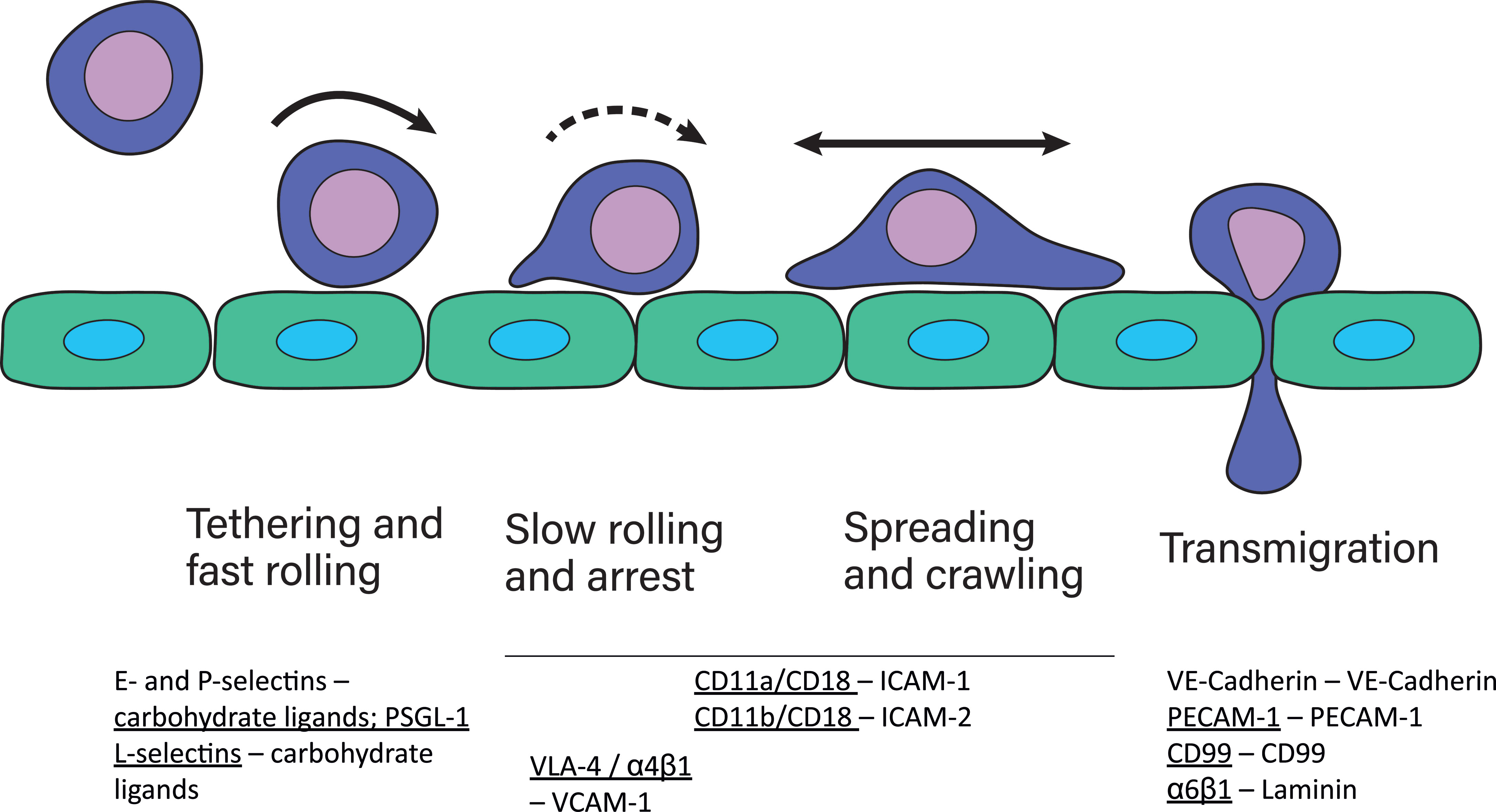 Frontiers | β2-Integrins – Regulatory and Executive Bridges in the ...