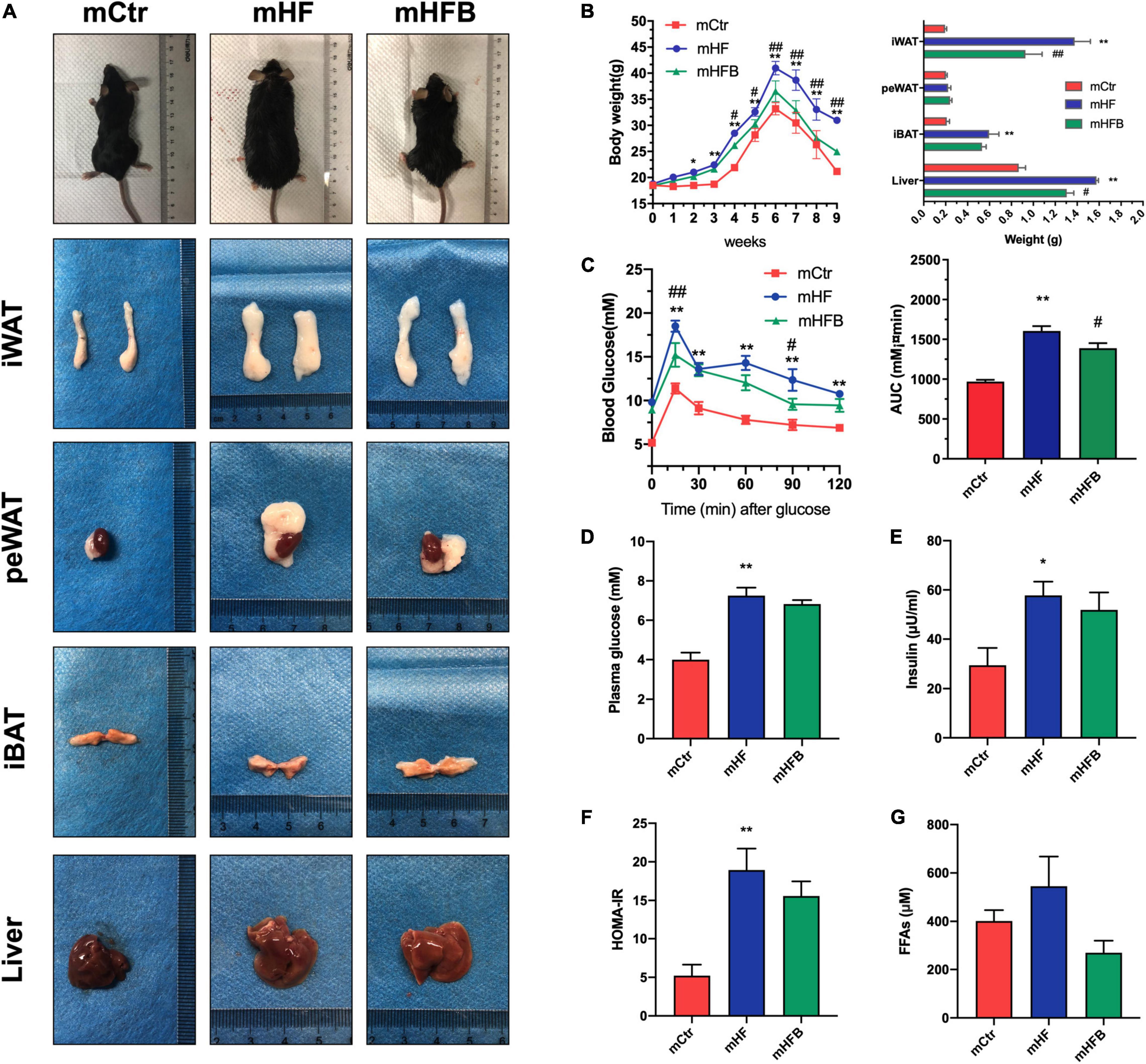 Frontiers | Maternal Dietary Betaine Prevents High-Fat Diet-Induced ...