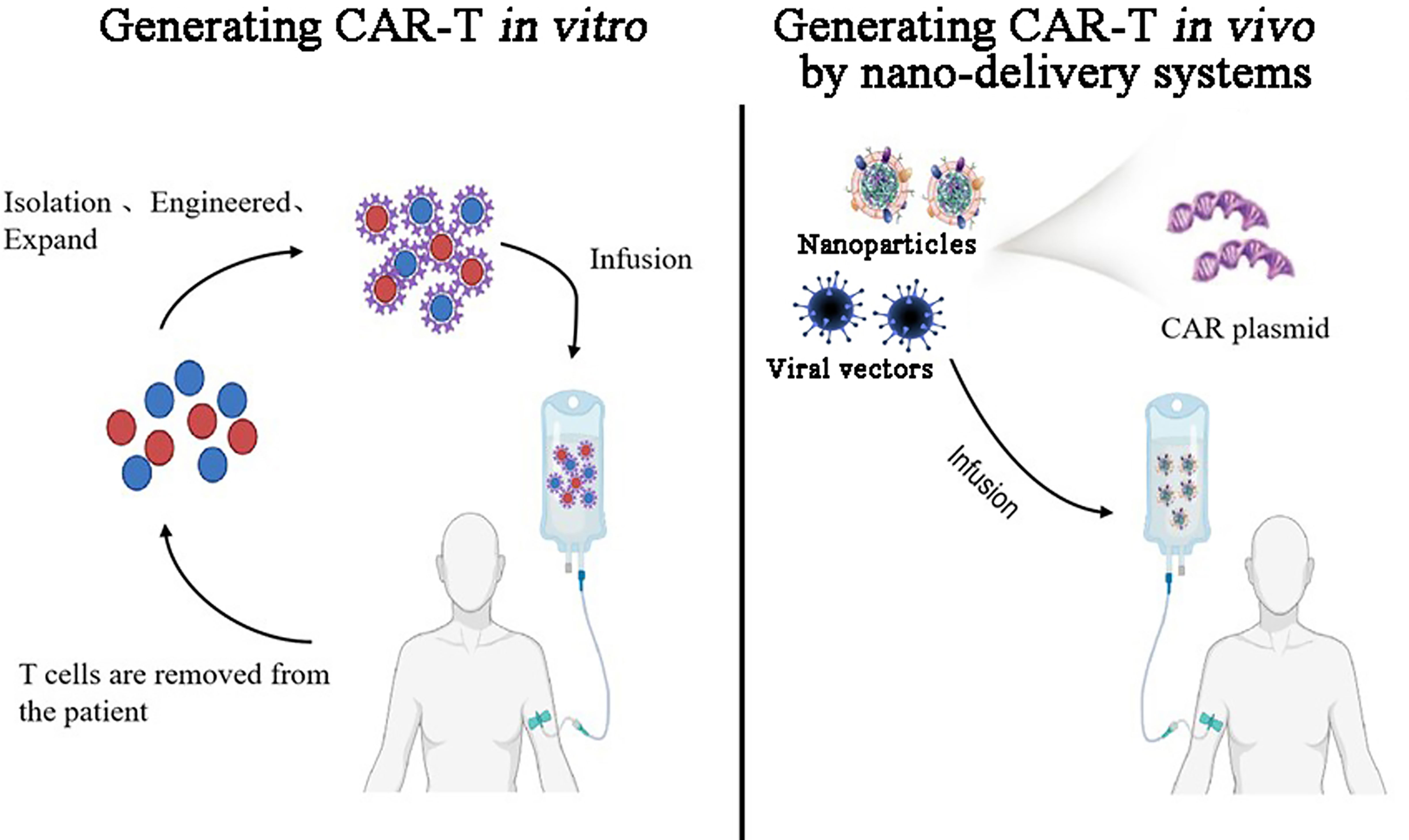 In vitro и in vivo. In vivo и in vitro что это такое. Системах in vivo.. Исследования in vivo. Car-t Cell.