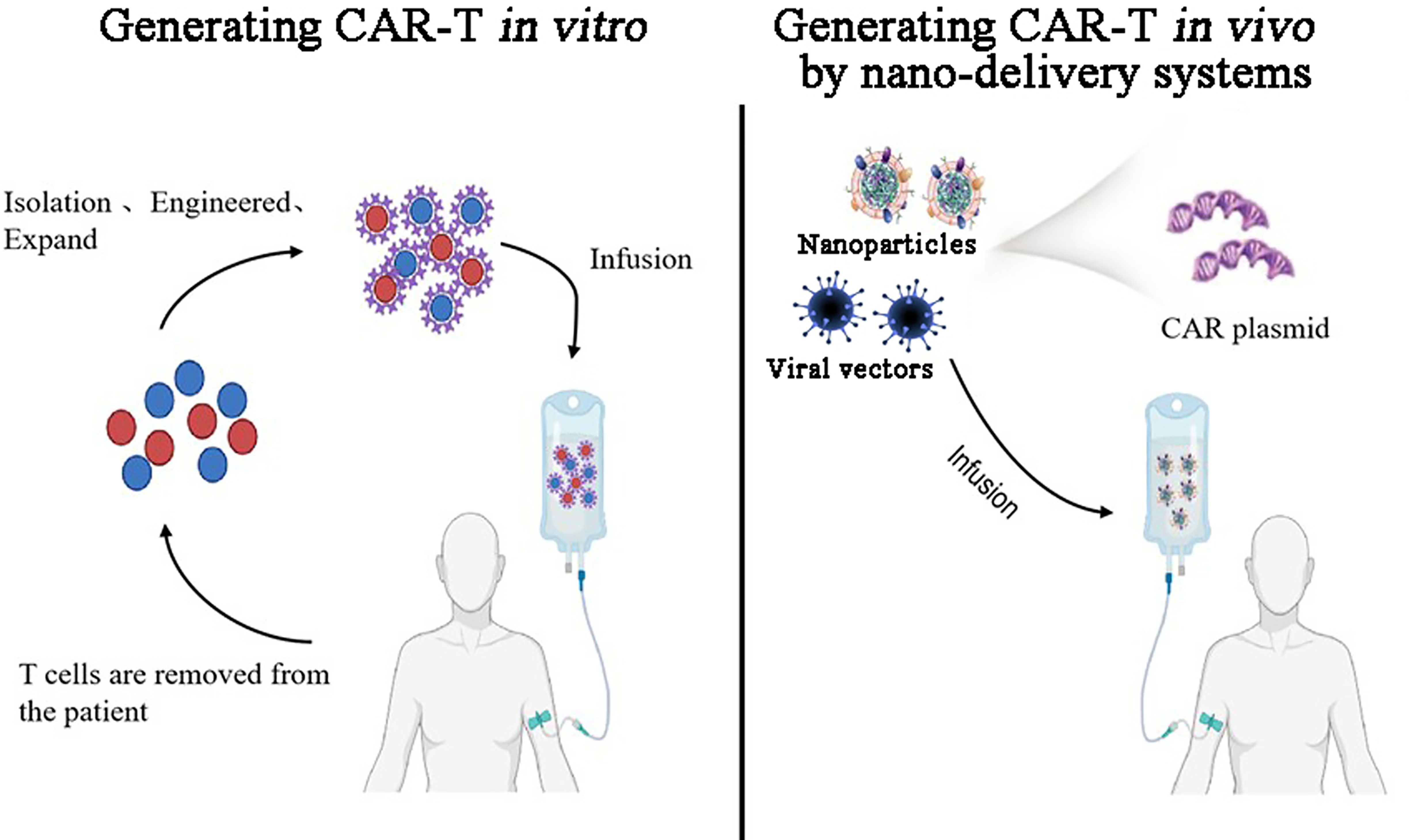 In vitro и in vivo