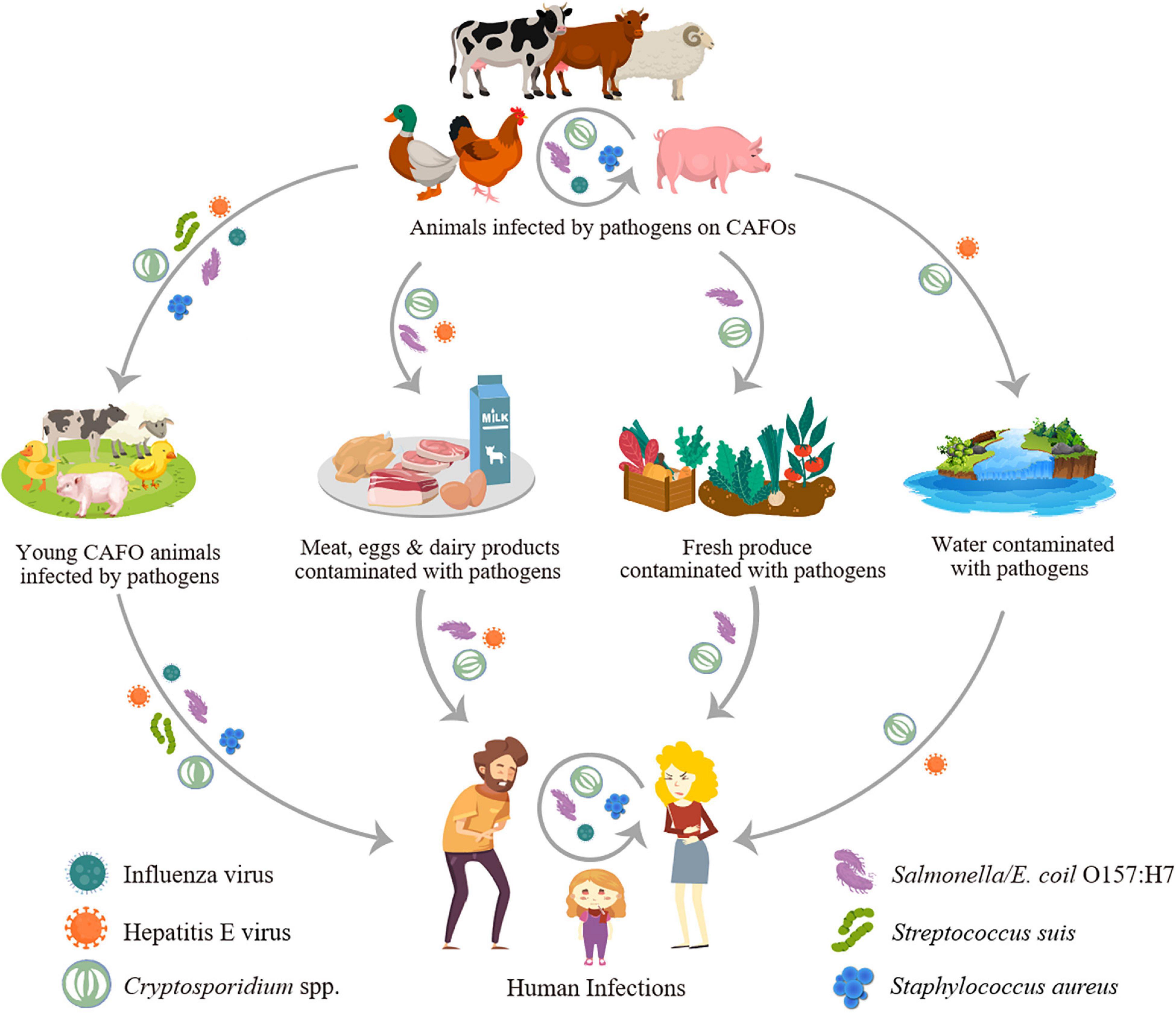Frontiers | Association of Common Zoonotic Pathogens With Concentrated  Animal Feeding Operations