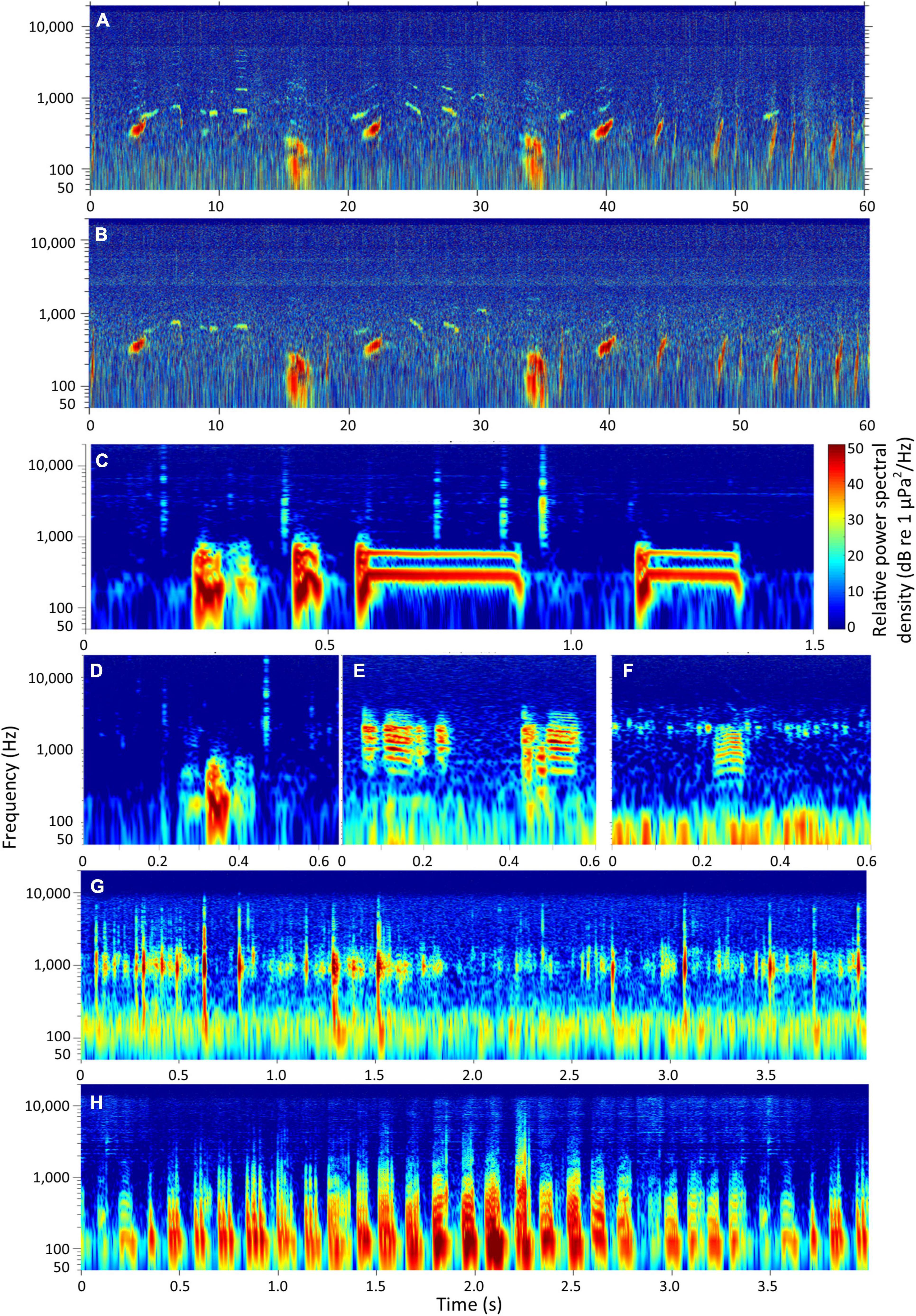 PDF) AQUATIC MAMMALS BIOACOUSTICS IN LATIN AMERICA: PAST, PRESENT