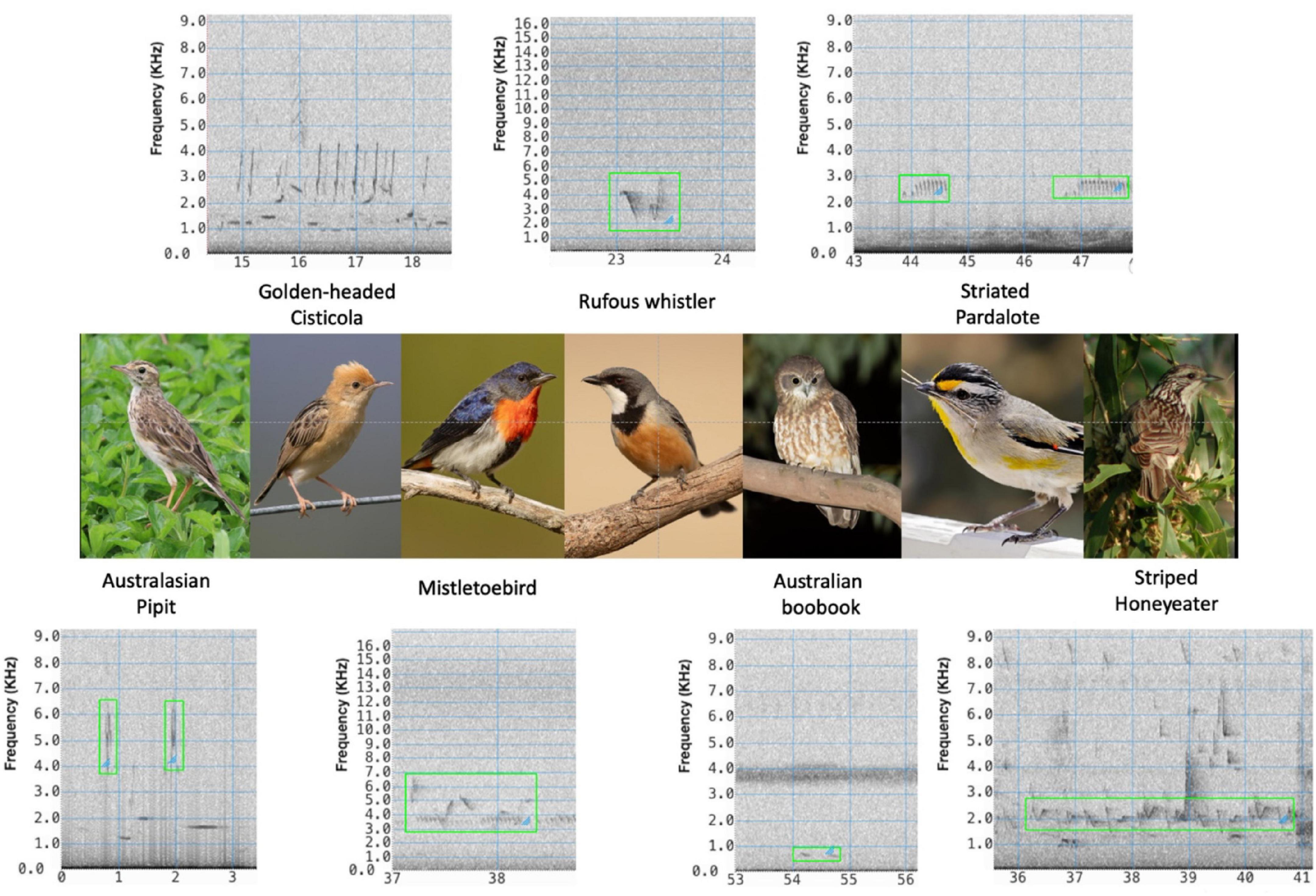 Frontiers  A Convolutional Neural Network Bird Species Recognizer Built  From Little Data by Iteratively Training, Detecting, and Labeling