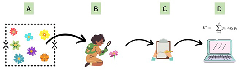 Figure 1 - Method used to assess plant biodiversity in forests.