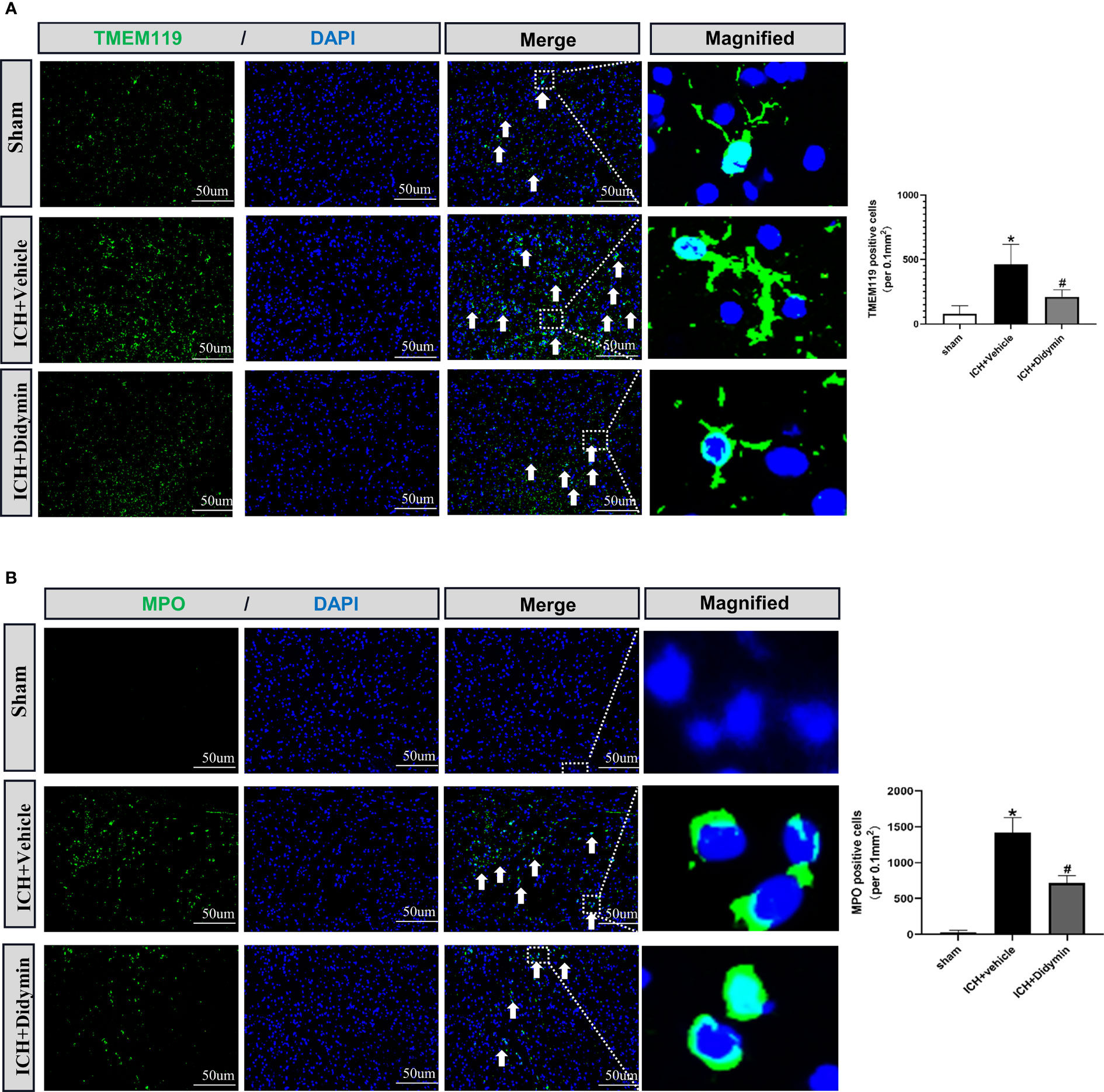 Frontiers | Didymin Suppresses Microglia Pyroptosis and 