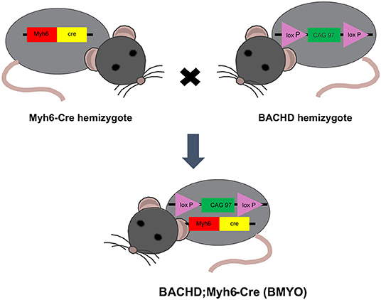 Cre Lox Breeding for Beginners, Part 1  JAX Mice and Clinical Research  Services