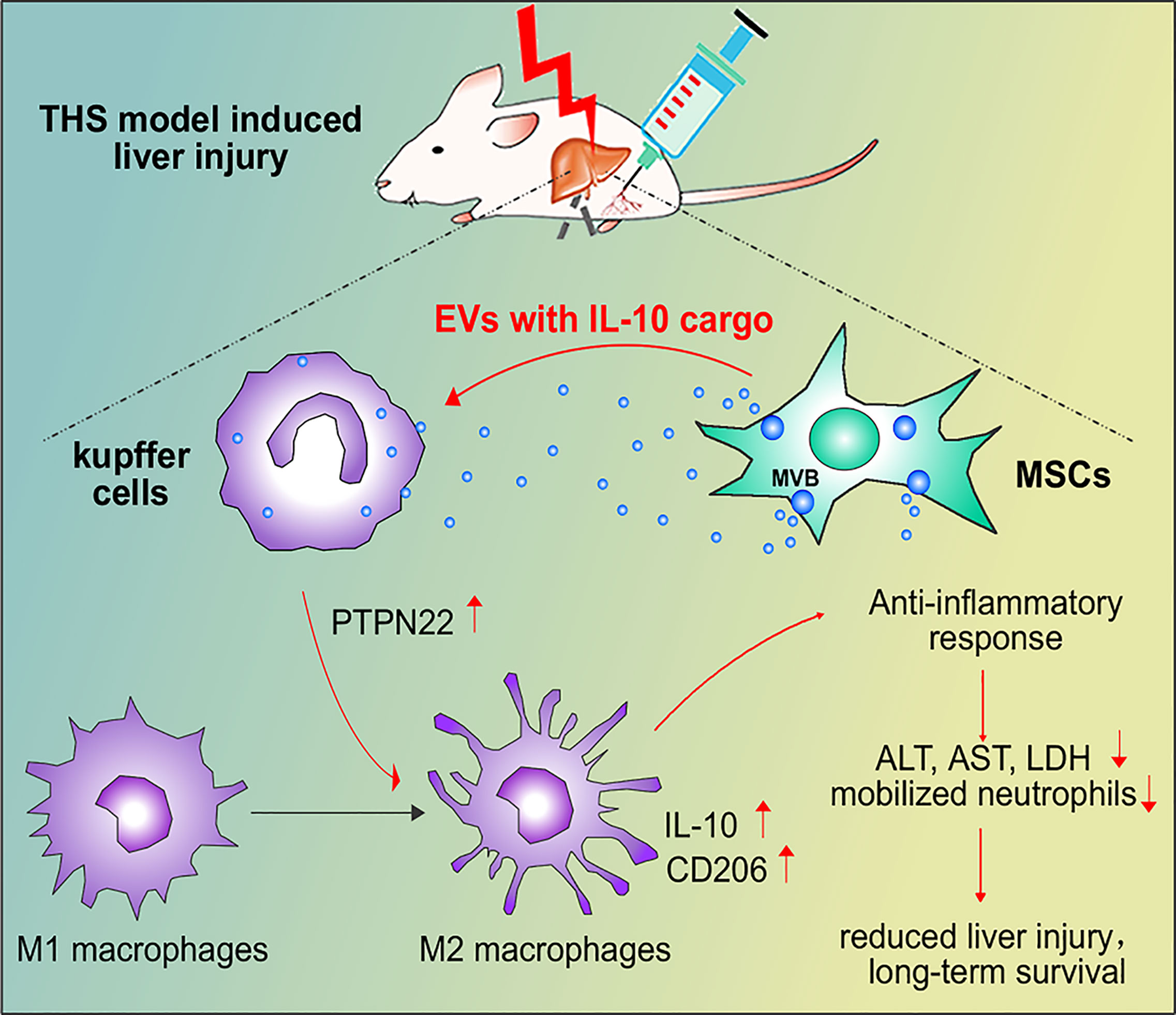 In Vivo Real-Time Imaging of Extracellular Vesicles in Liver Regeneration  via Aggregation-Induced Emission Luminogens