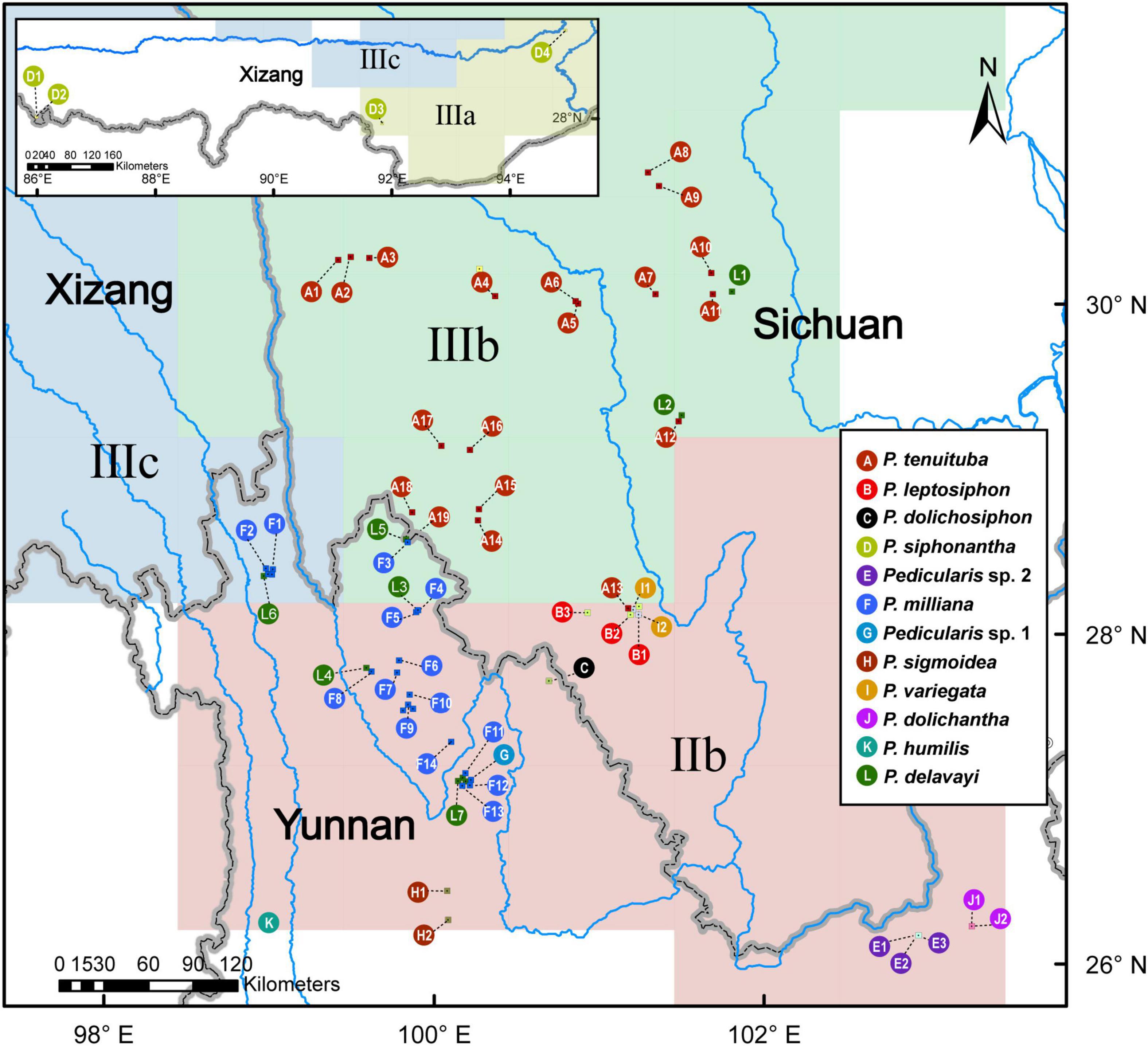 Neighbor-net analysis of Pedicularis section Cyathophora using nrITS