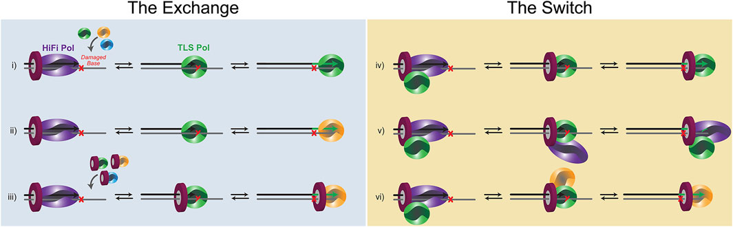 | Beyond the Lesion: Back High Fidelity DNA Synthesis