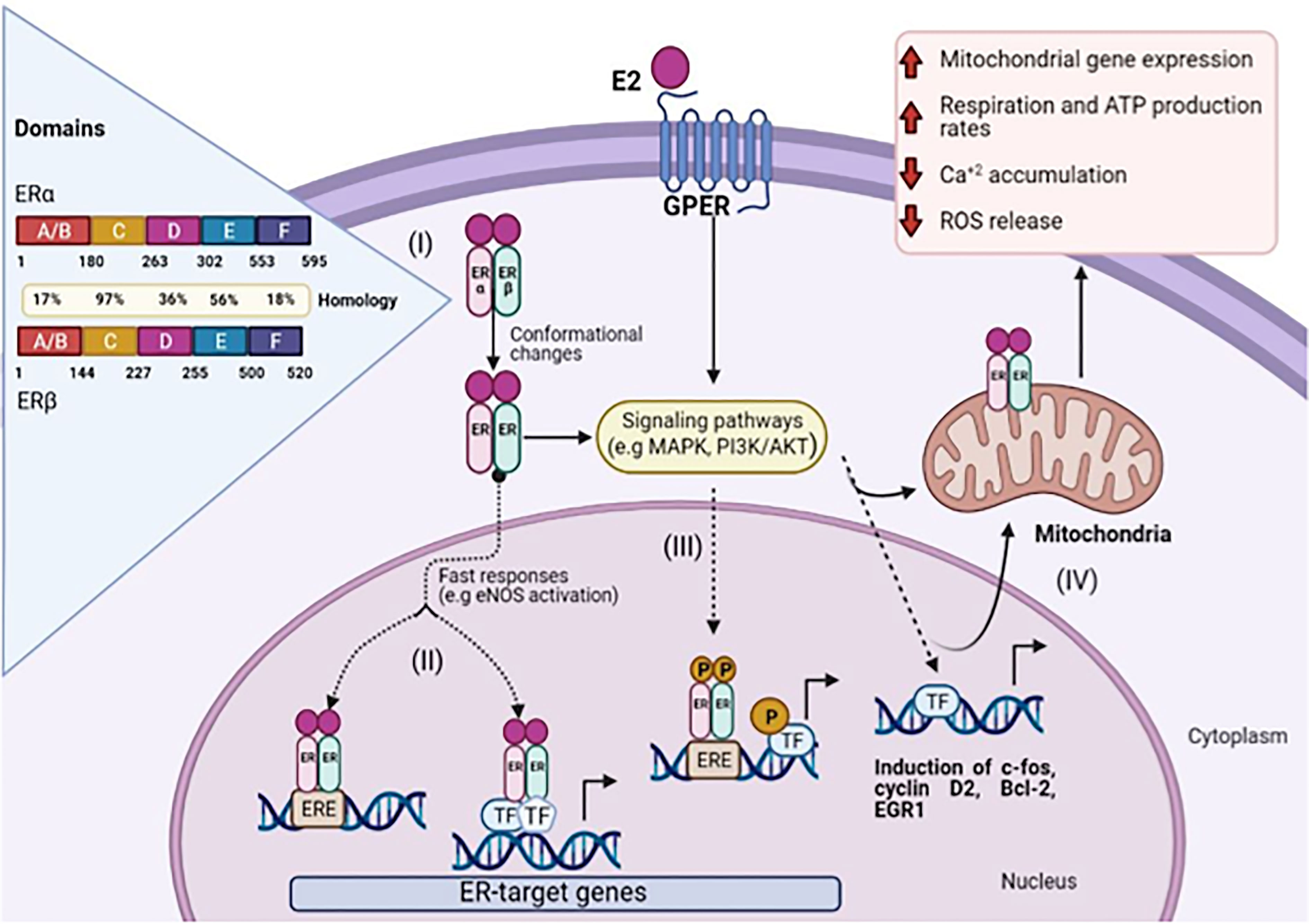Frontiers Distribution And Effects Of Estrogen Receptors In Prostate 