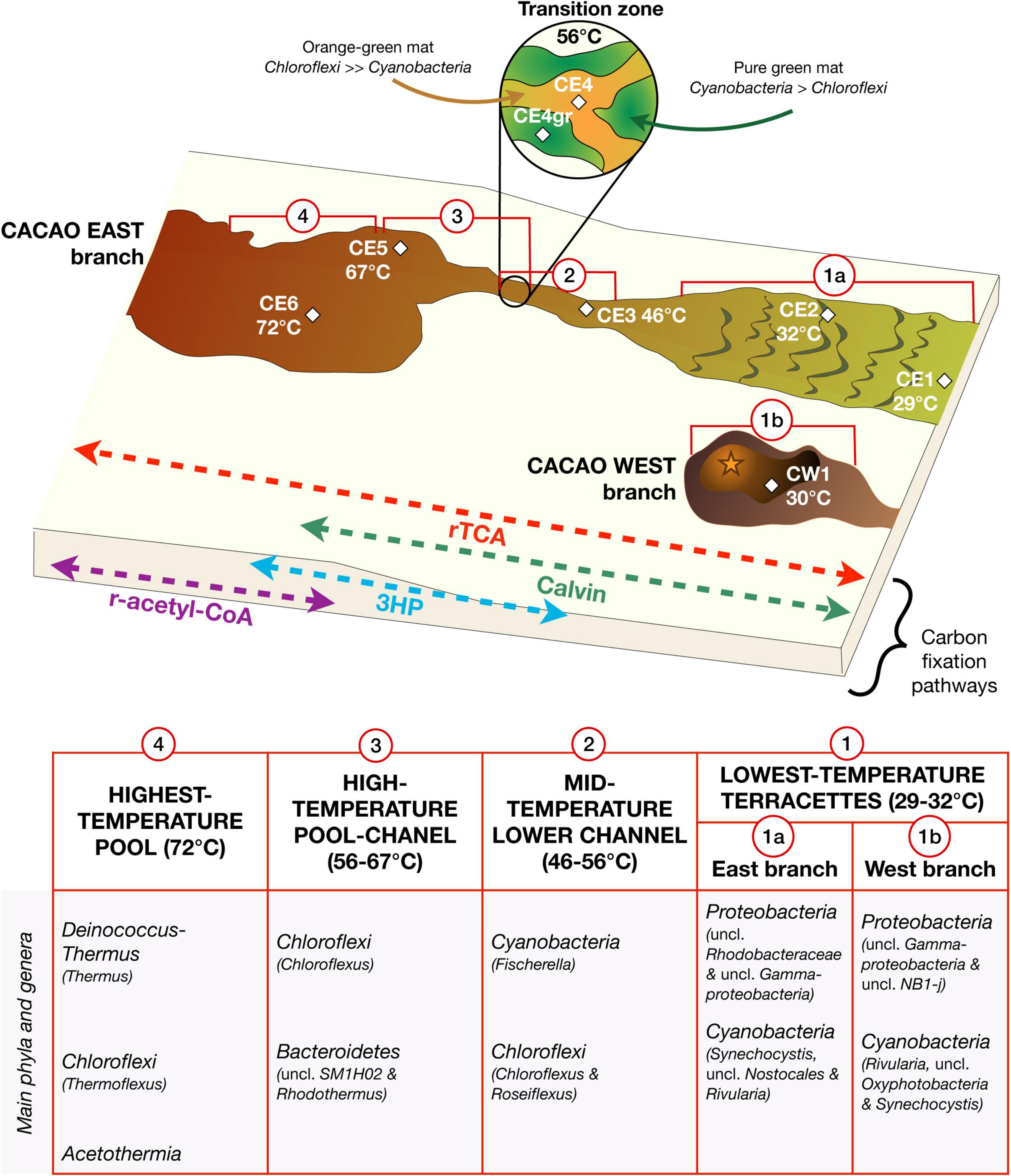 Virus signature of specimens assigned by Ikarus