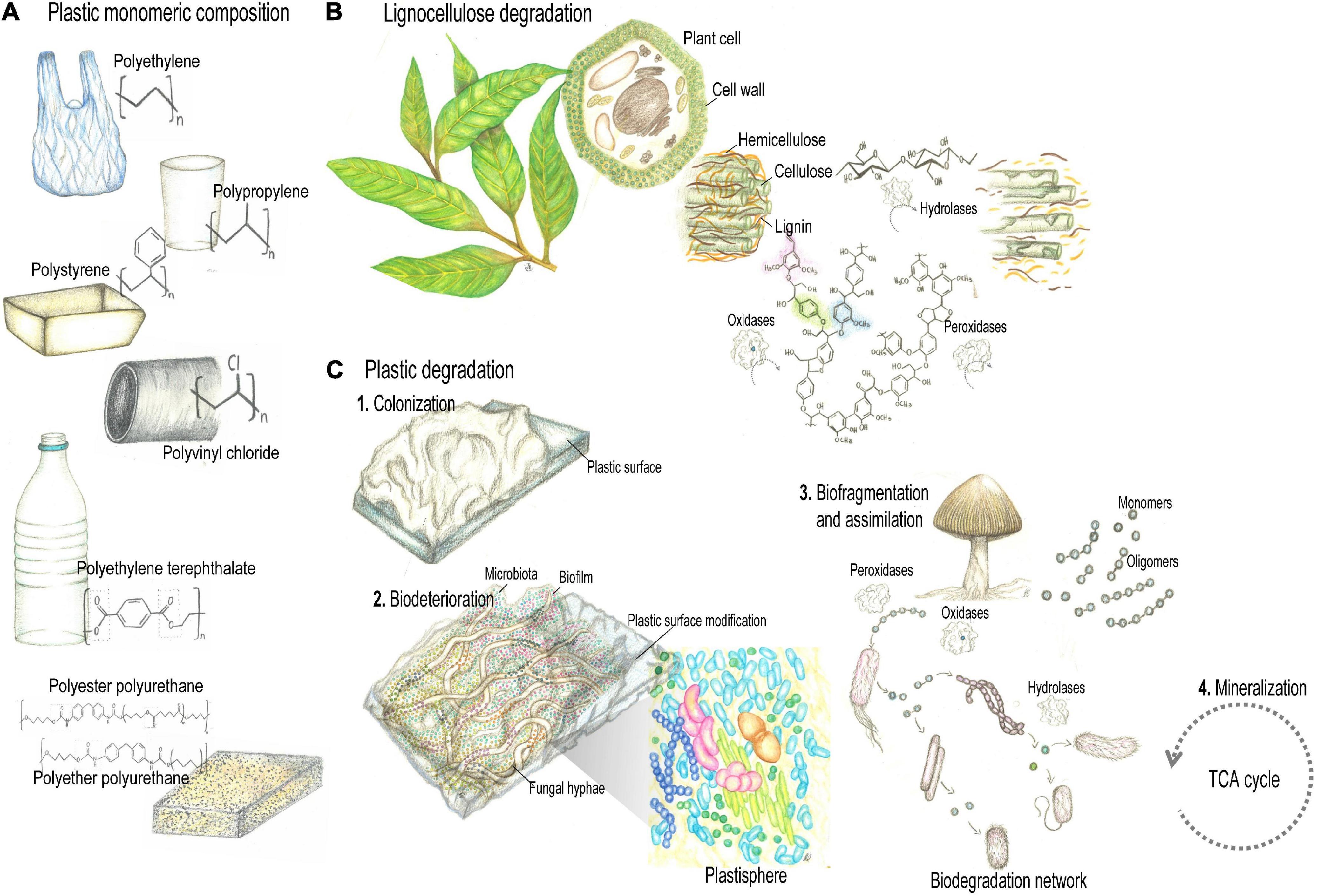 Frontiers | Lessons From Insect Fungiculture: From Microbial Ecology to  Plastics Degradation
