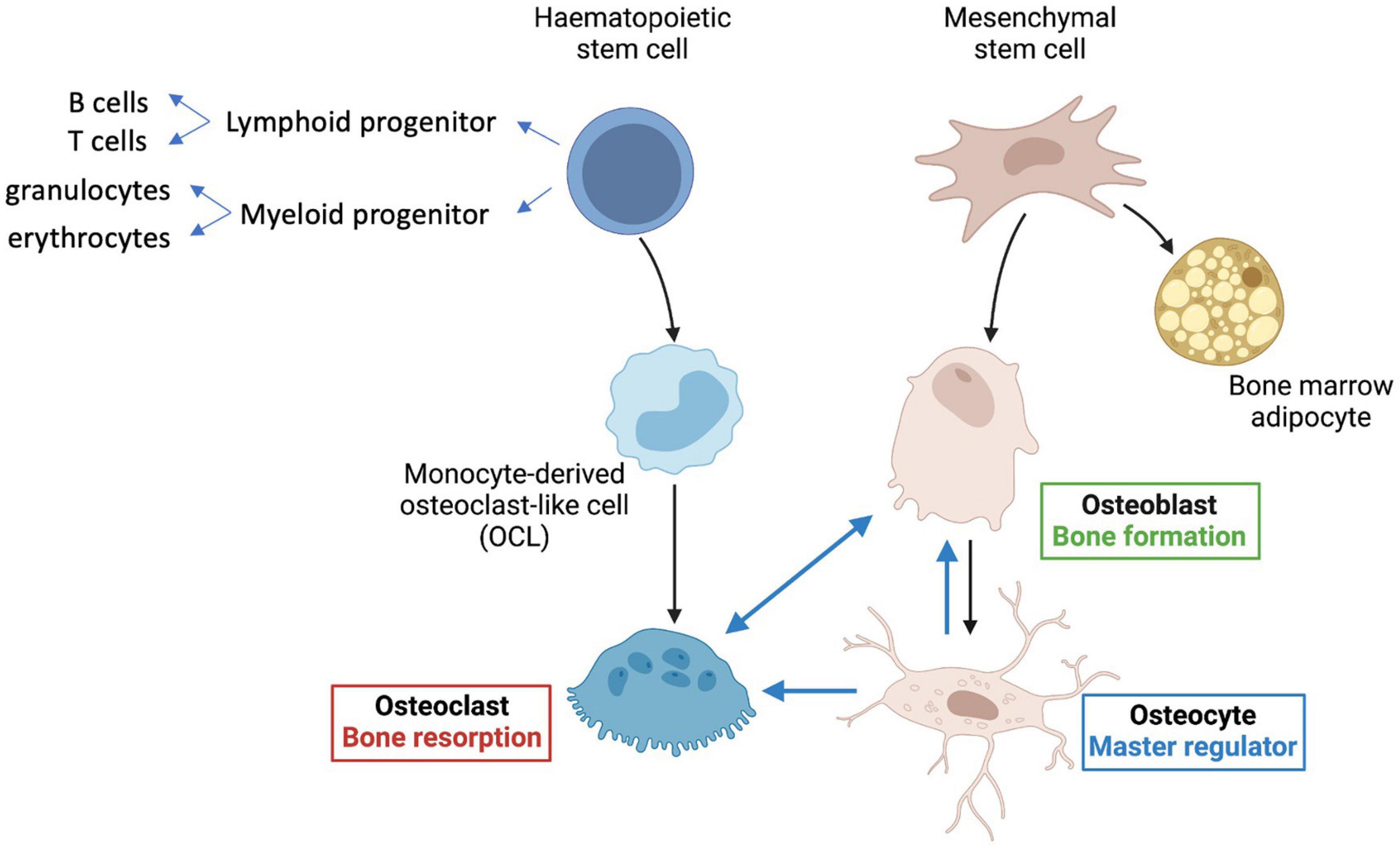 Frontiers Crosstalk Between Senescent Bone Cells and the Bone Tissue Microenvironment Influences Bone Fragility During Chronological Age and in Diabetes photo