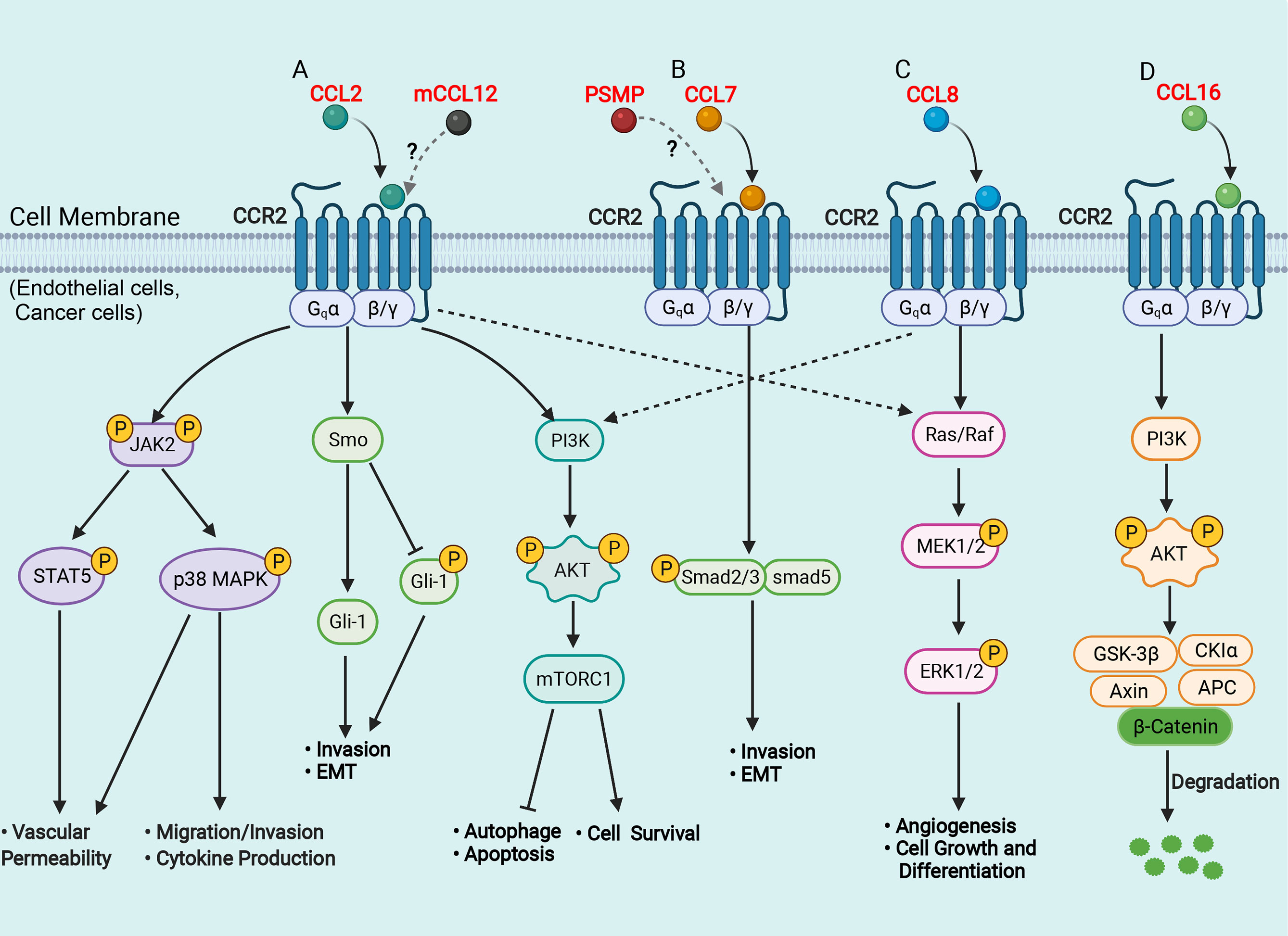 Elevated Circulating Levels of C-C Chemokines in Patients With Congestive  Heart Failure