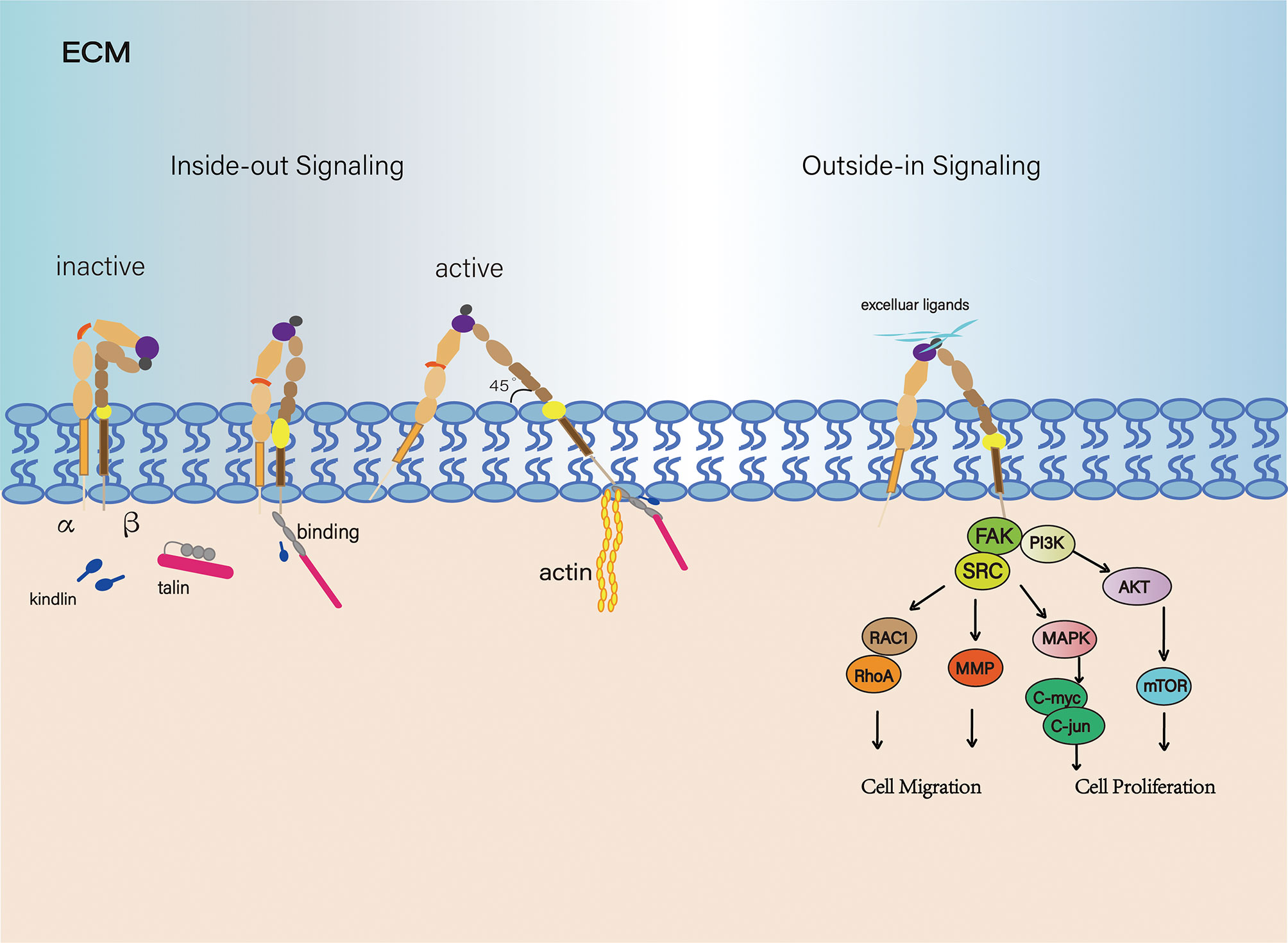 Integrin Cytoplasmic Tail Interactions