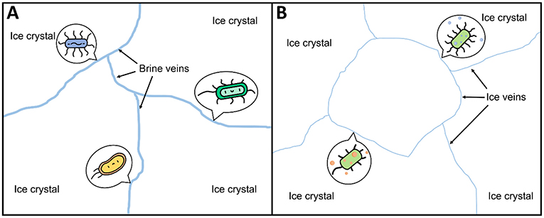 Figure 2 - Psychrophiles in ice veins.