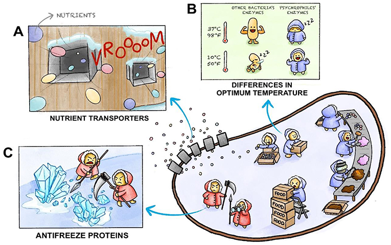 Figure 3 - Unique features of psychrophiles help them live in extremely cold environments.