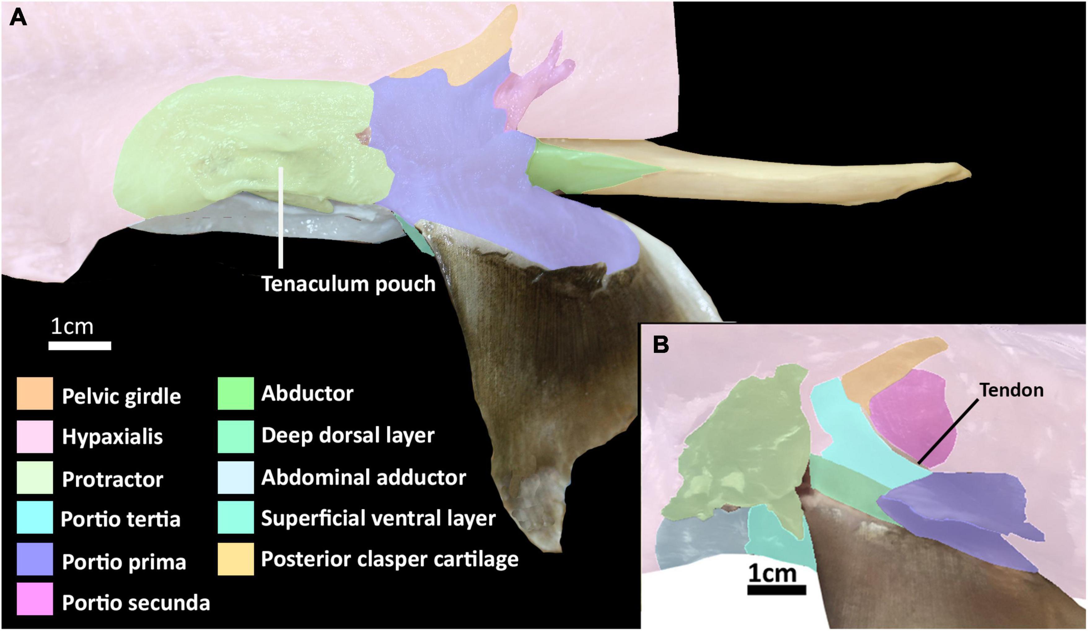 The Pelvic Girdle