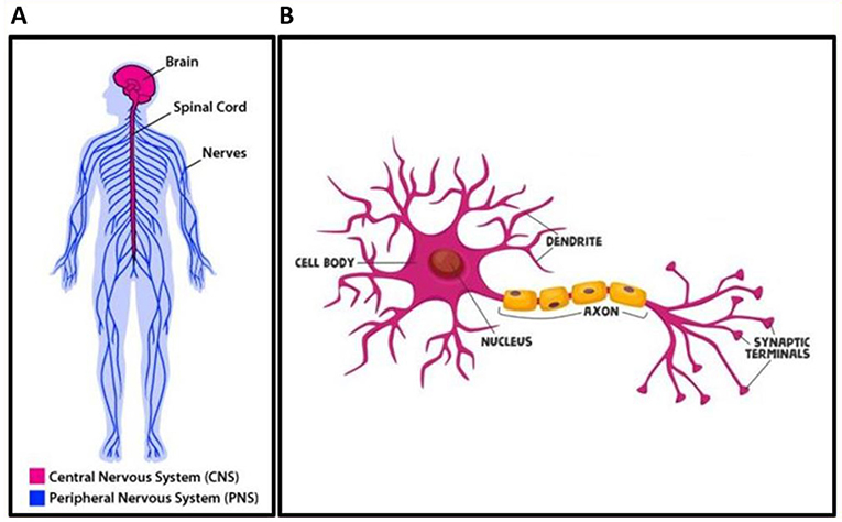 Figure 1 - (A) Organization of the nervous system.