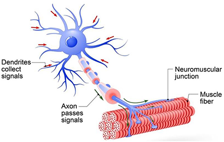 Figure 2 - Structure of a motor neuron.