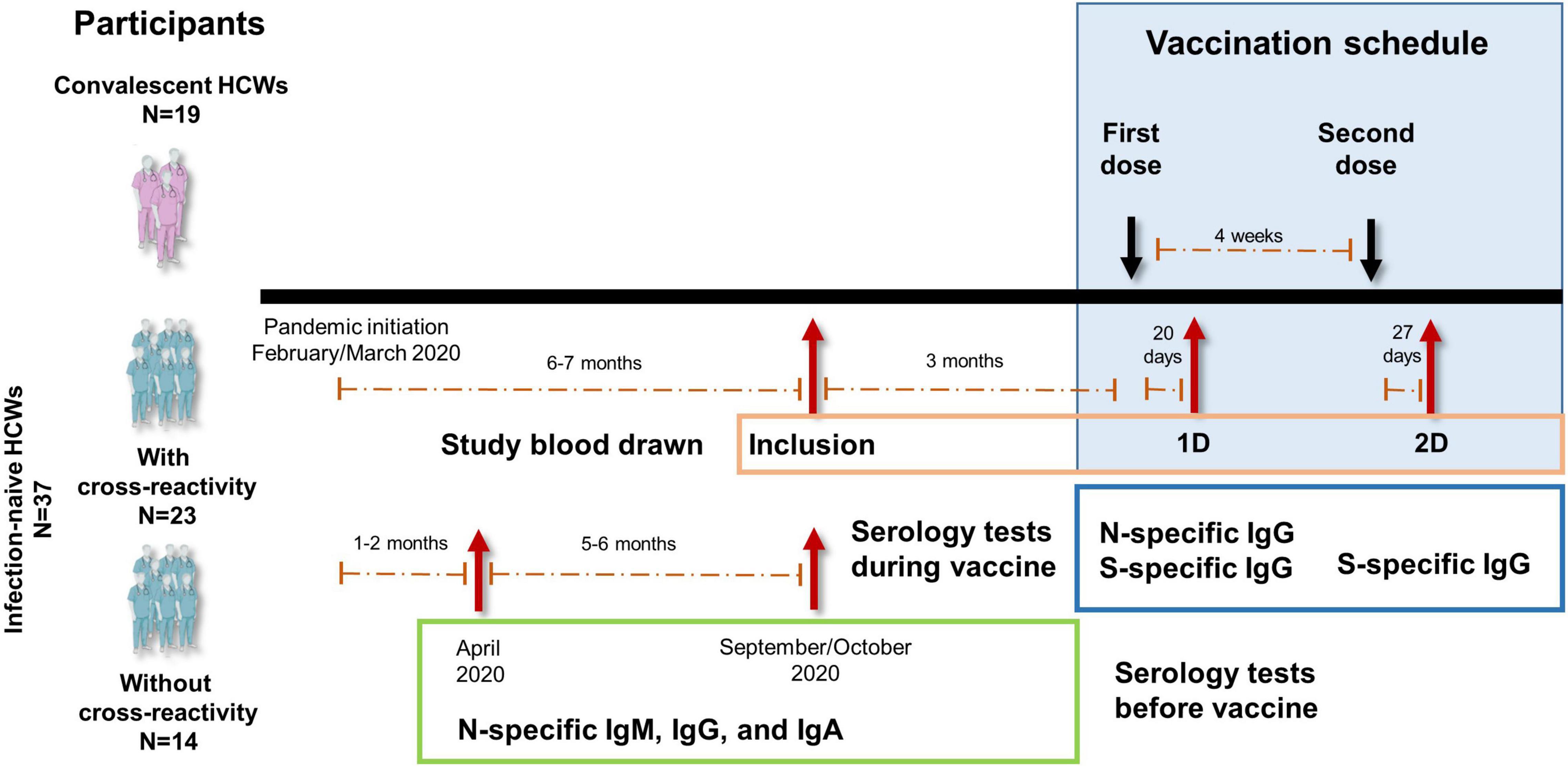 Frontiers Cellular Responses To Membrane And Nucleocapsid Viral