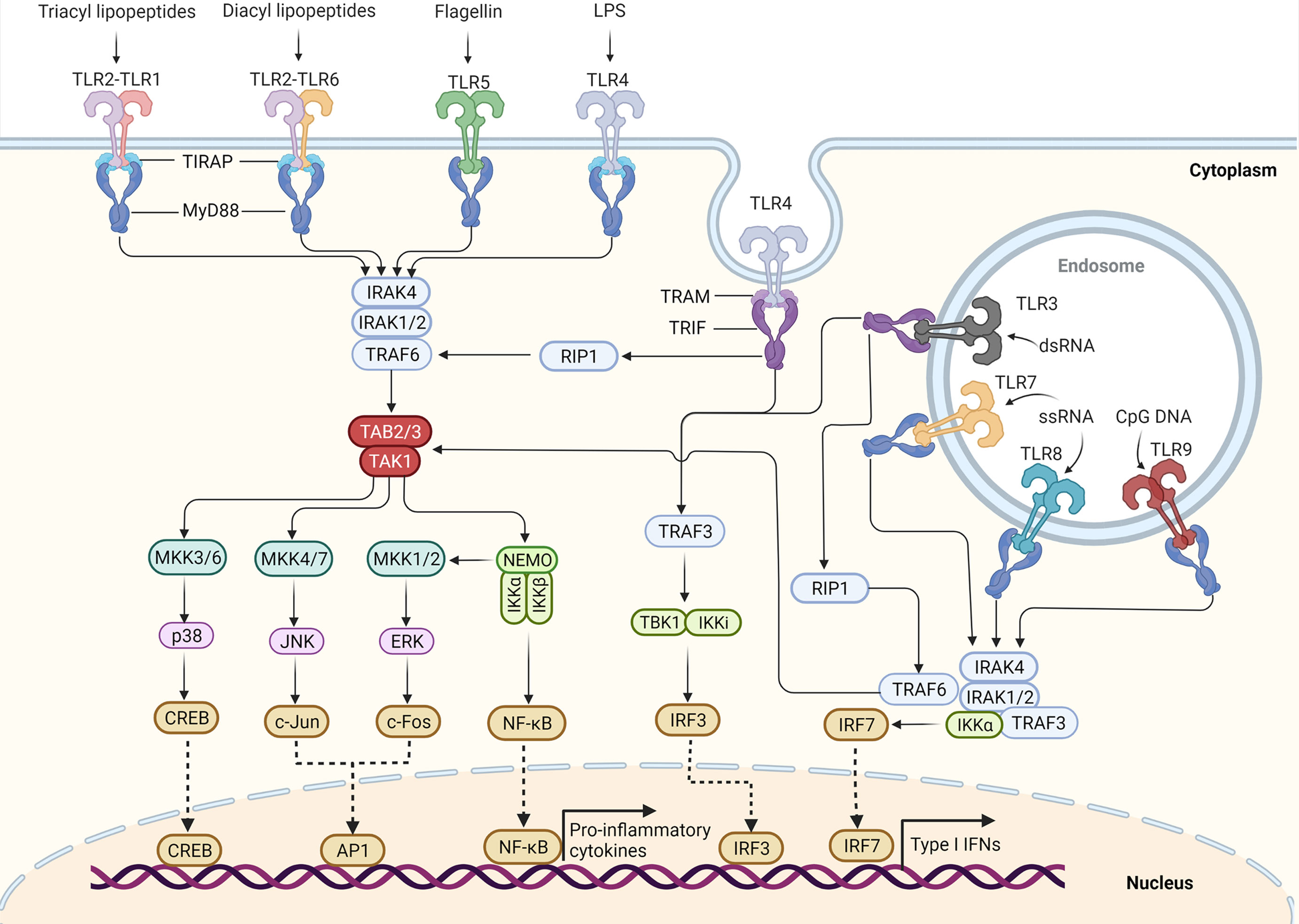 Frontiers Toll Like Receptor Signaling And Its Role In Cell Mediated Immunity