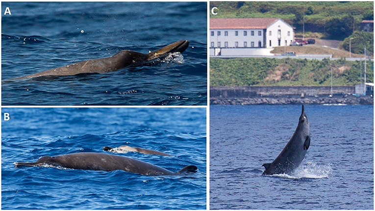 Figure 1 - Photos of Sowerby’s beaked whales in the wild.