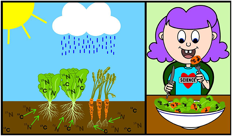 Figure 2 - The stable isotopes in our bodies come from the environment, through the foods we eat and the water we drink.
