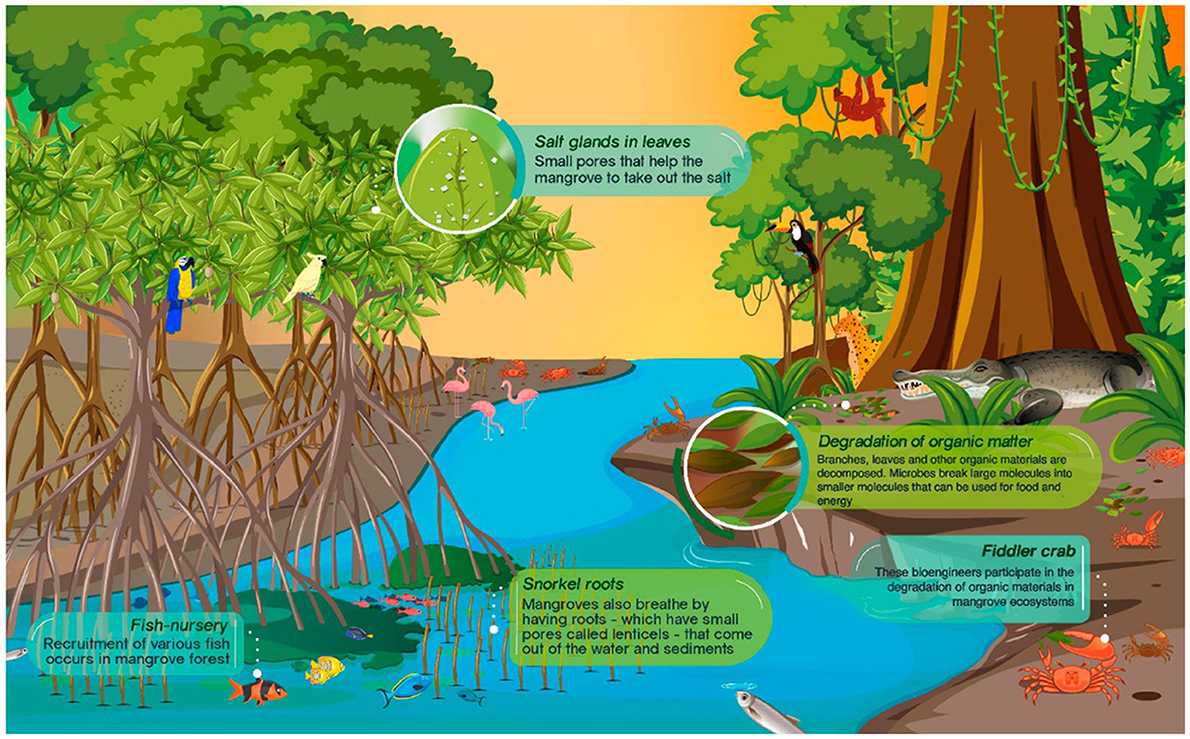 Figure 2 - Mangrove forests are unique ecosystems that bridge the land and the salt water of the ocean and are home to many species.