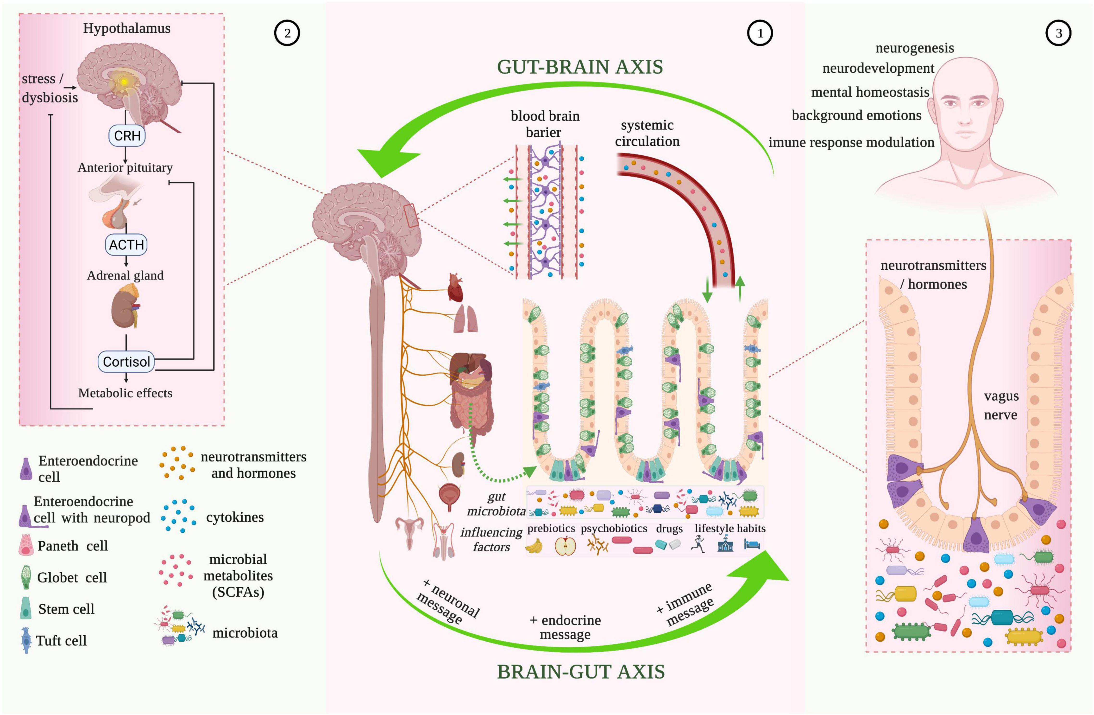 Frontiers  New Insights Into Microbiota Modulation-Based