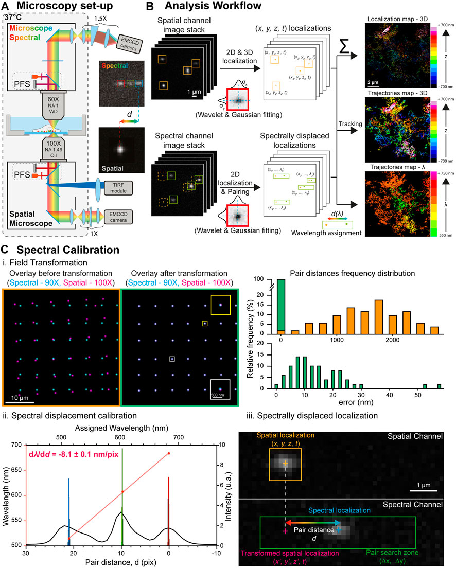 A Protocol for Real-time 3D Single Particle Tracking