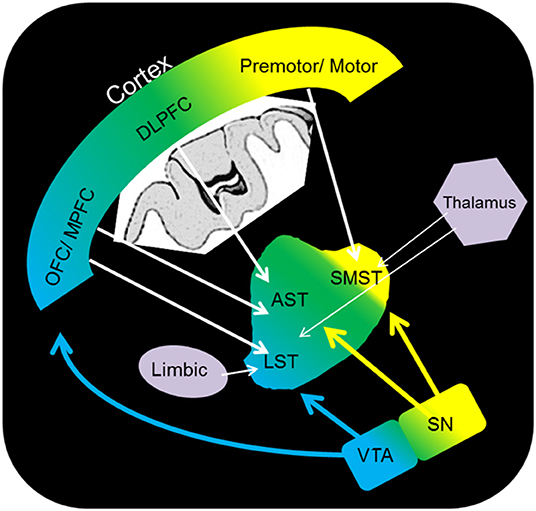 Dopamine Plays Double Duty in Learning and Motivation