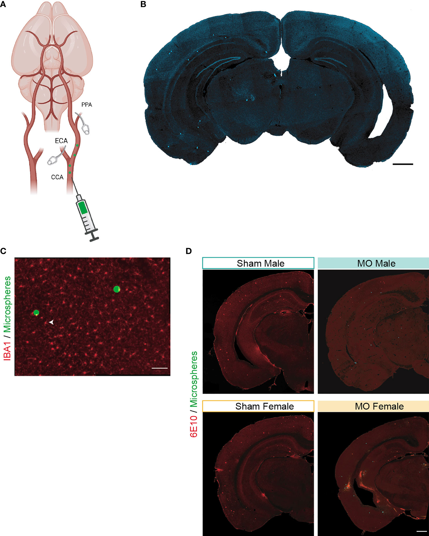 Mice recognize 3D objects from recalled 2D pictures, support for  picture-object equivalence