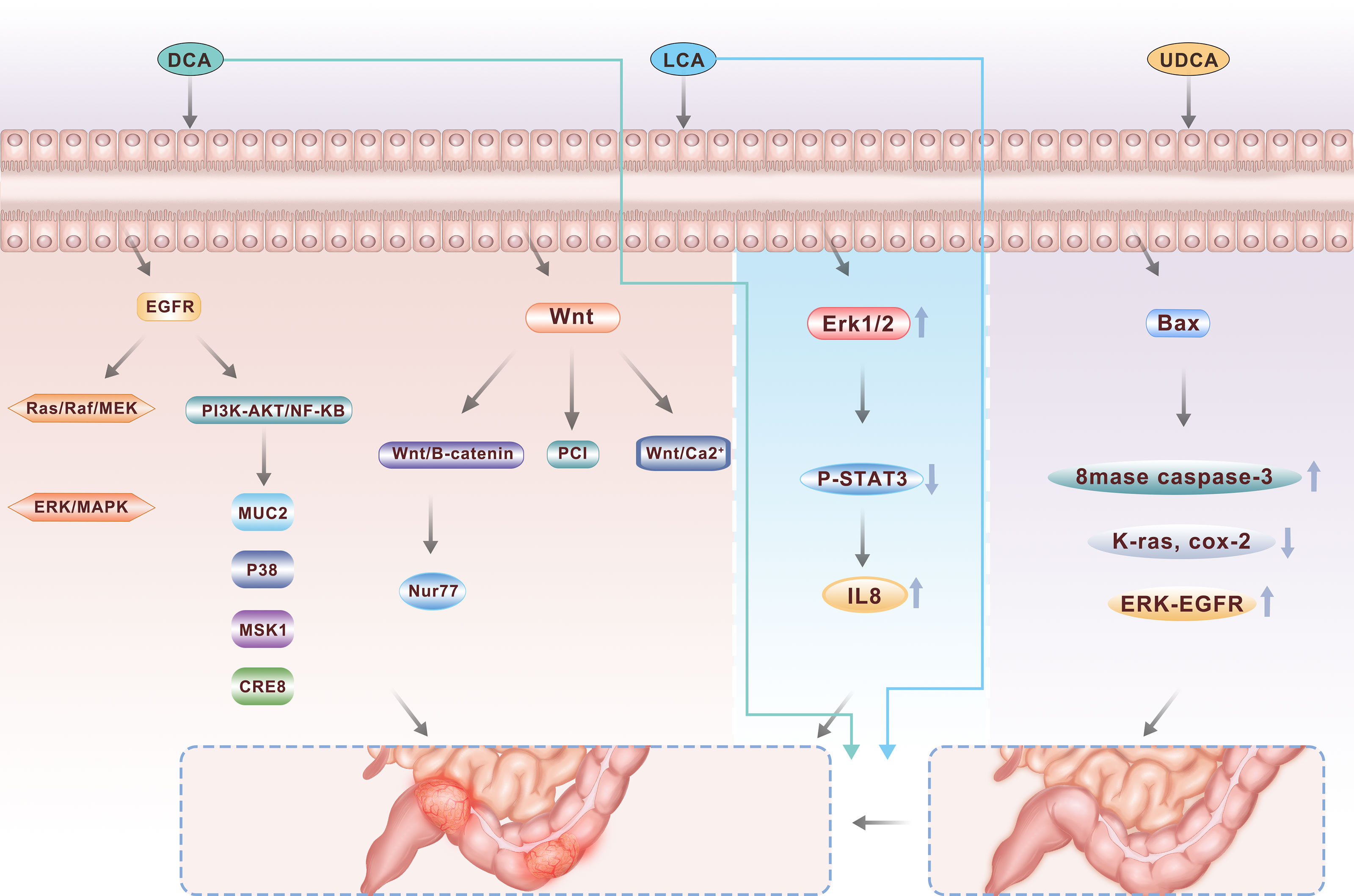 research progress of bile acids in cancer