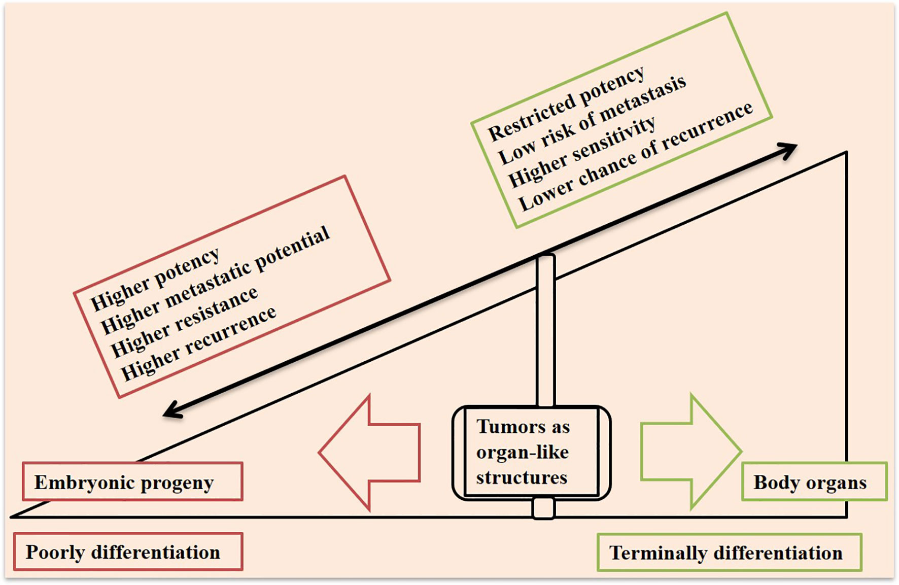 Frontiers | (Im)maturity in Tumor Ecosystem