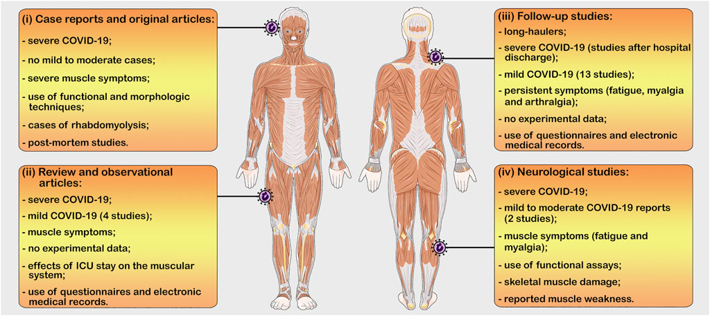 https://www.frontiersin.org/files/Articles/813924/fphys-13-813924-HTML/image_m/fphys-13-813924-g004.jpg