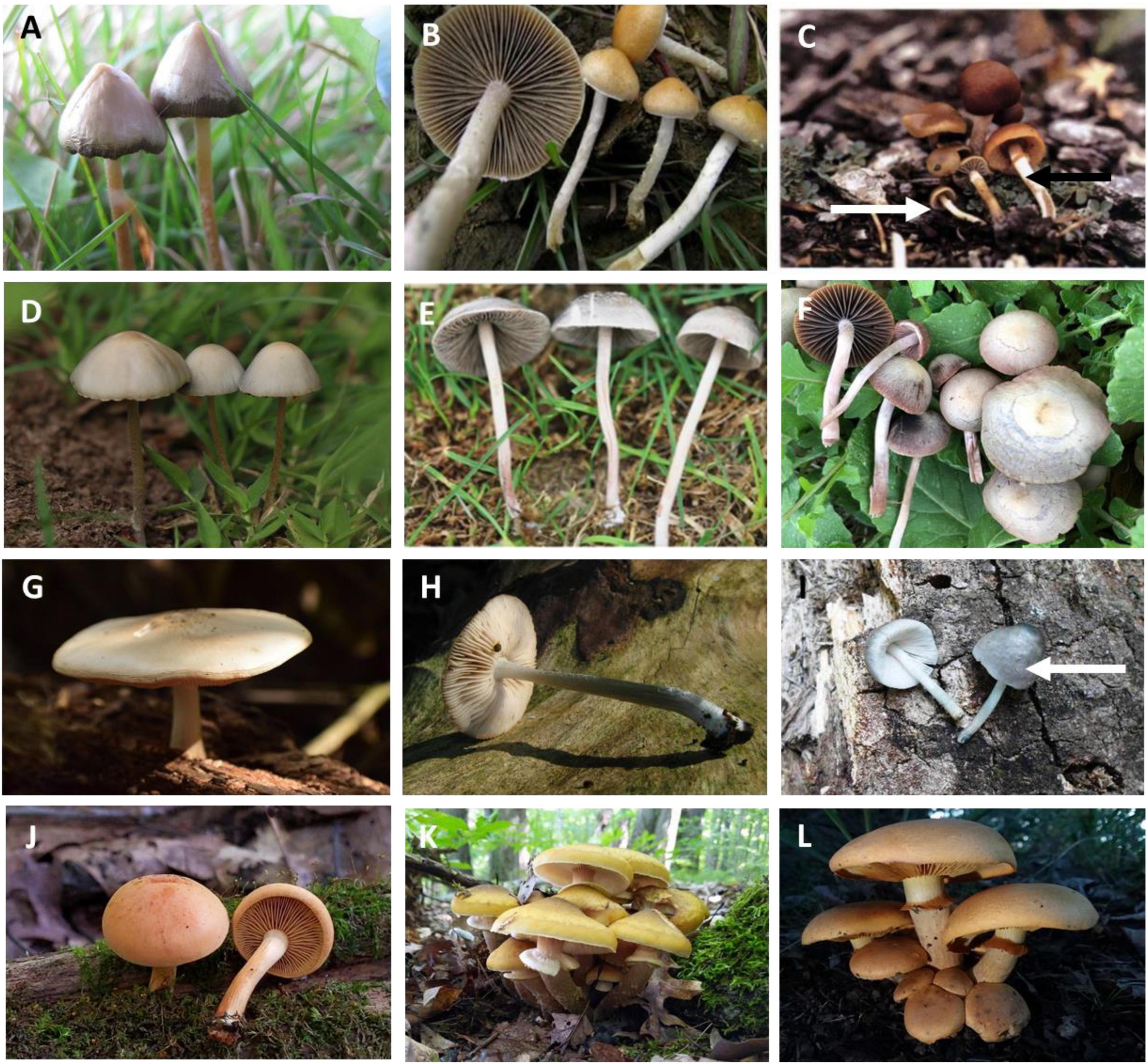 Psilocybin Mushrooms: Basic Info, Psycheplants