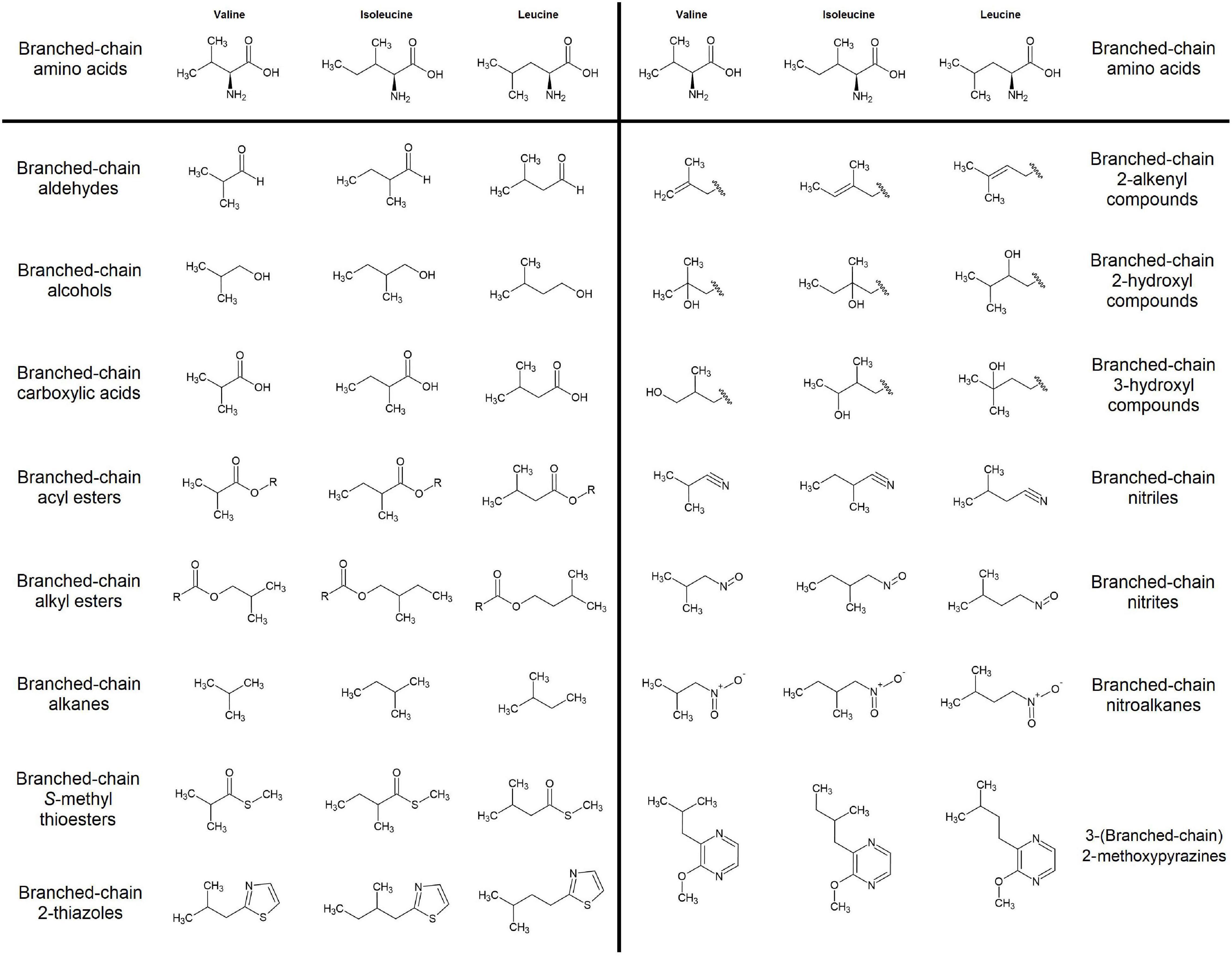 Frontiers | Branched-Chain Volatiles in Fruit: A Molecular Perspective