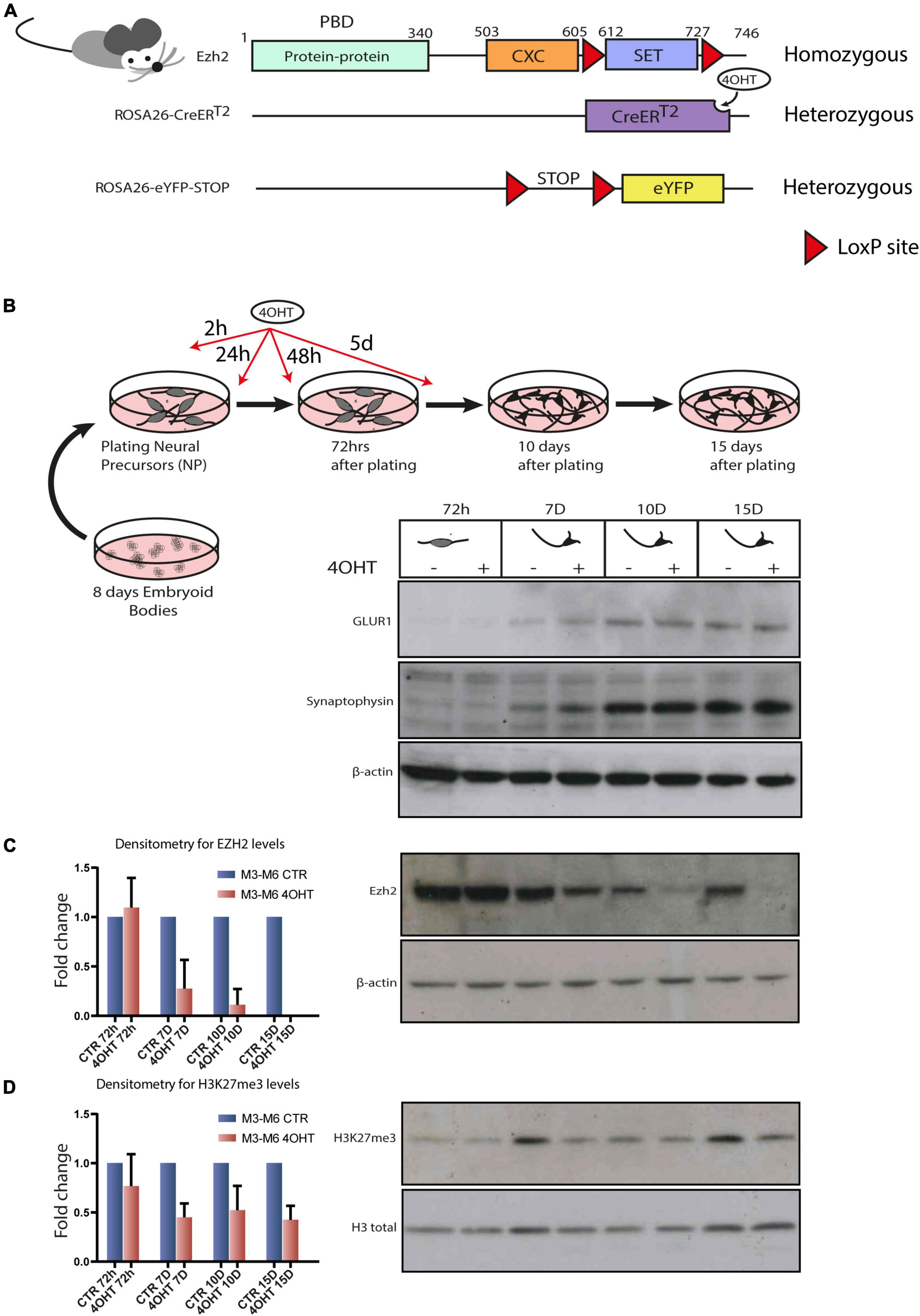 mitosis yeehaw — uwuzume: me clicking on the 7th “sharpest knife