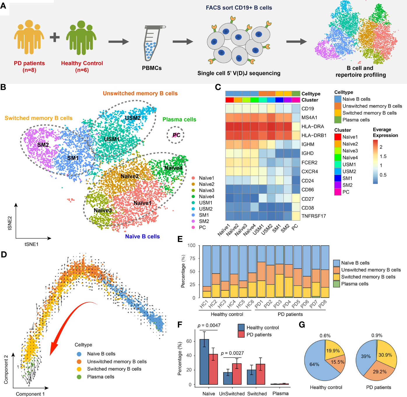 Frontiers | Global Characterization of Peripheral B Cells in 