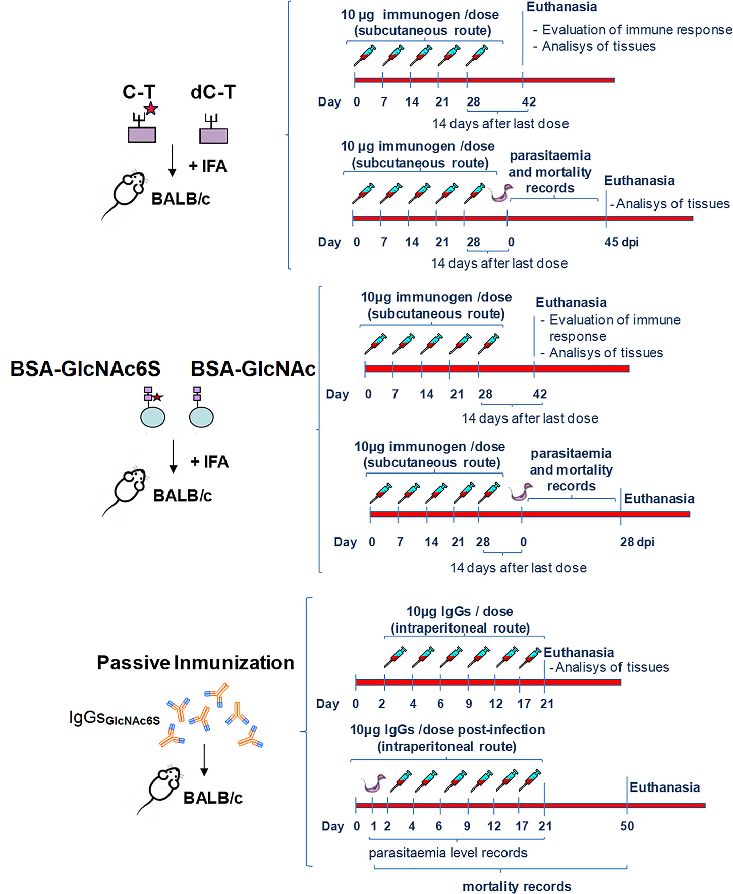 Frontiers  Trypanosoma cruzi Genomic Variability: Array