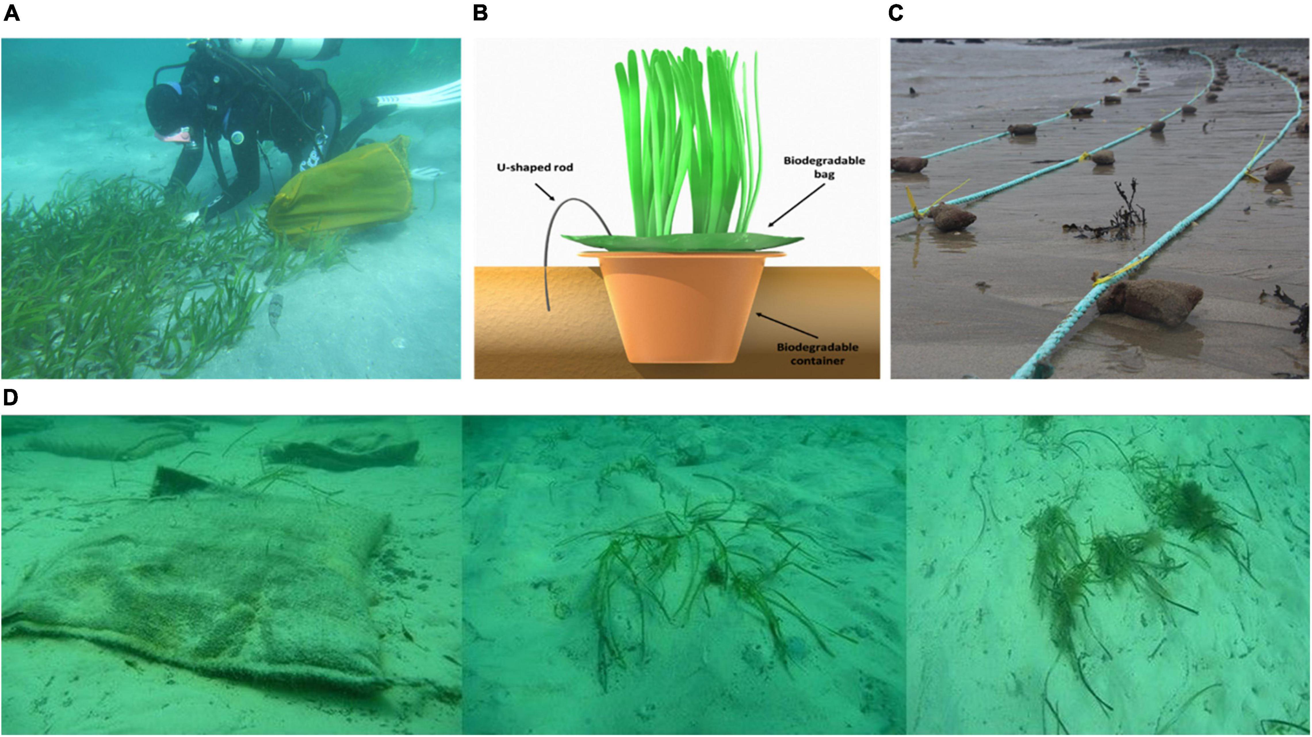 Seagrass can reduce coastal erosion by 70%