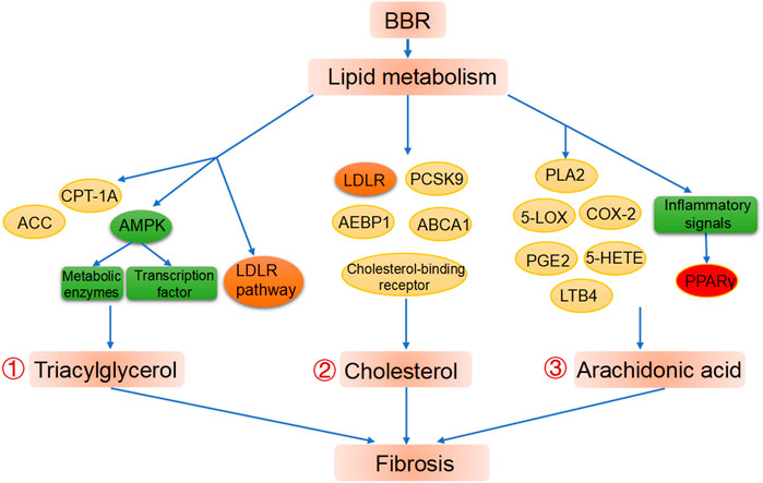 Frontiers | Therapeutic Effects of Berberine on Liver Fibrosis are 
