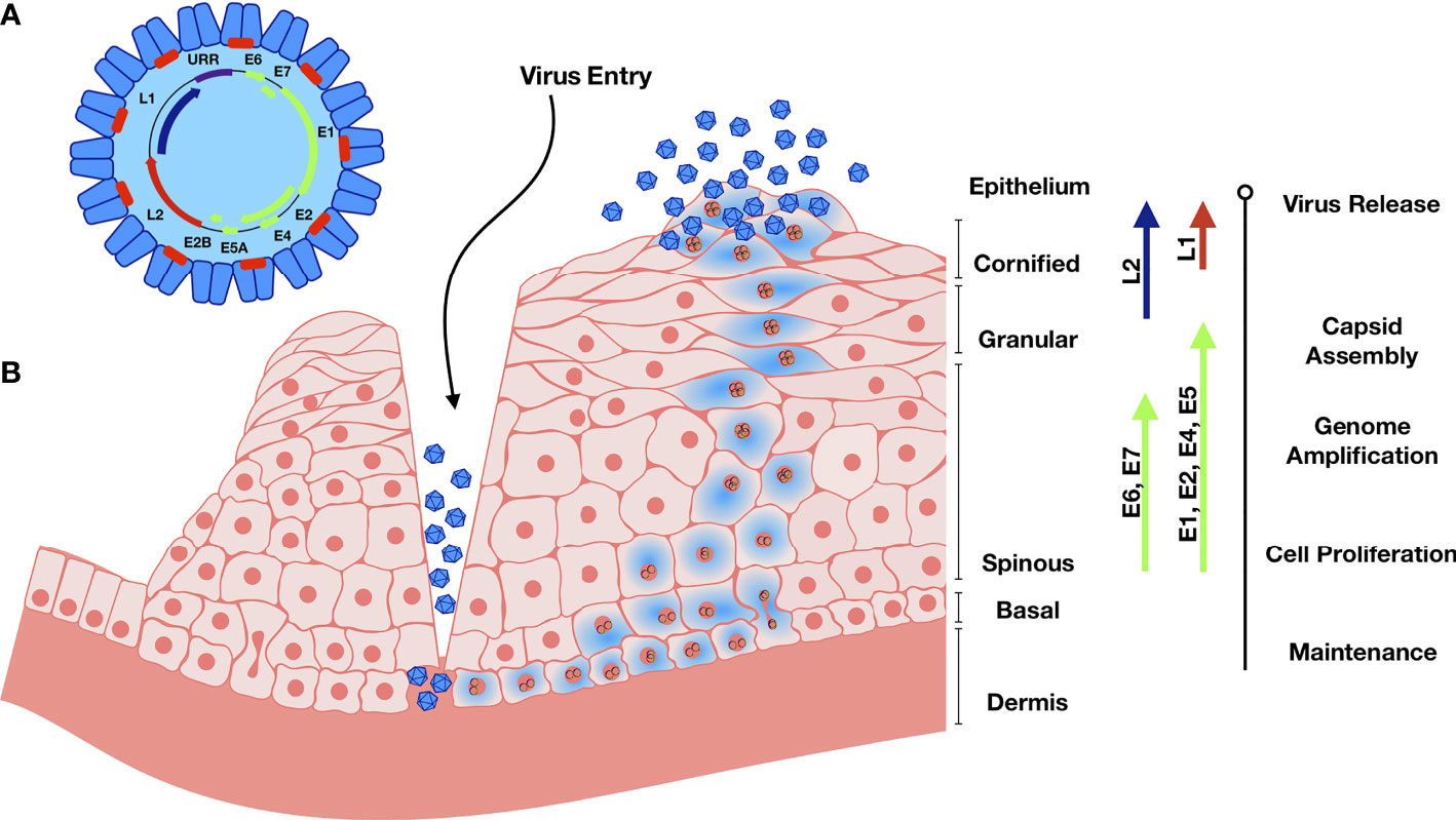 hpv virus cell structure