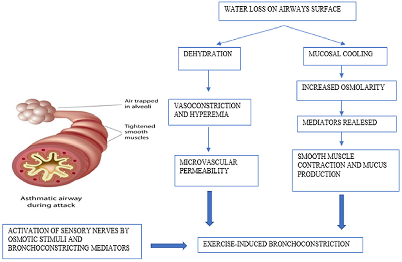 How To Diagnose Exercise Induced Asthma - Forcesurgery24